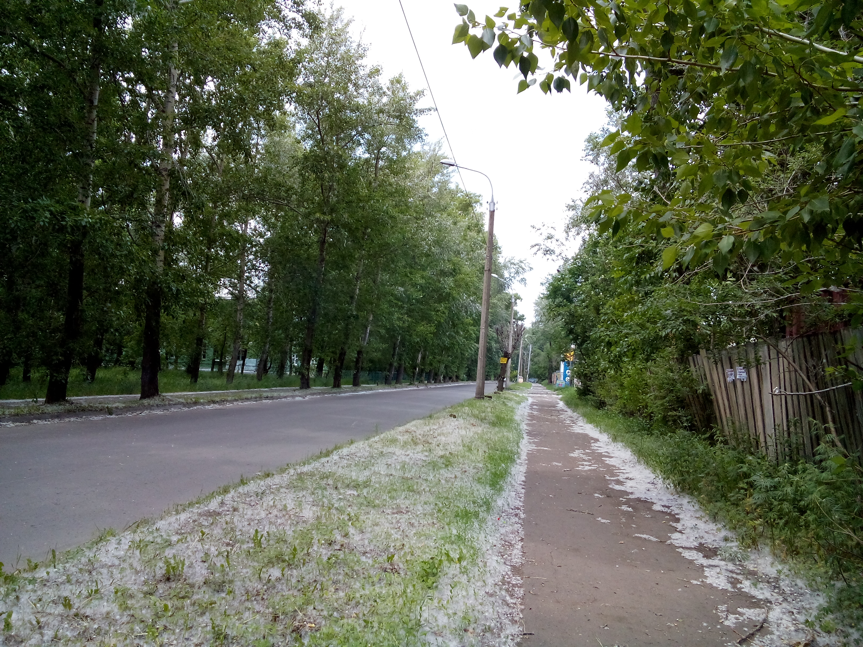 File:Poplar fluff in Komsomolsk-on-Amur.jpg - Wikimedia Commons