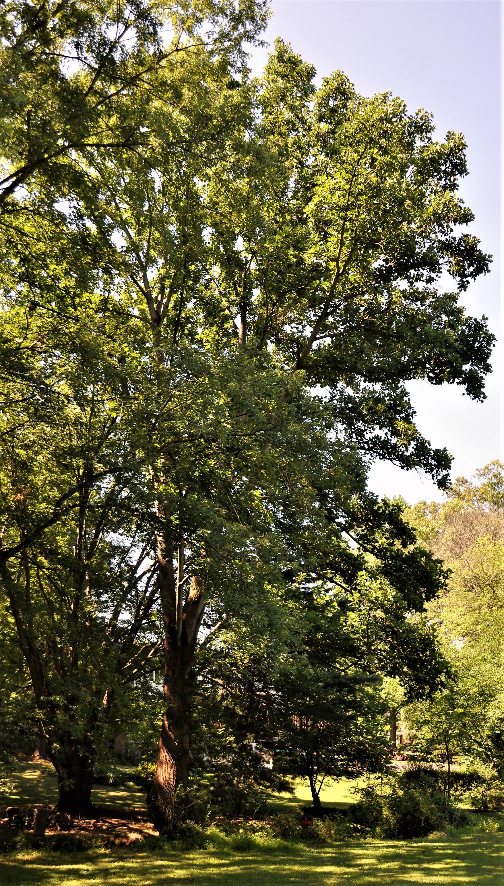 Tulip Poplar tree and suggested replacement trees or plants? - Ask ...