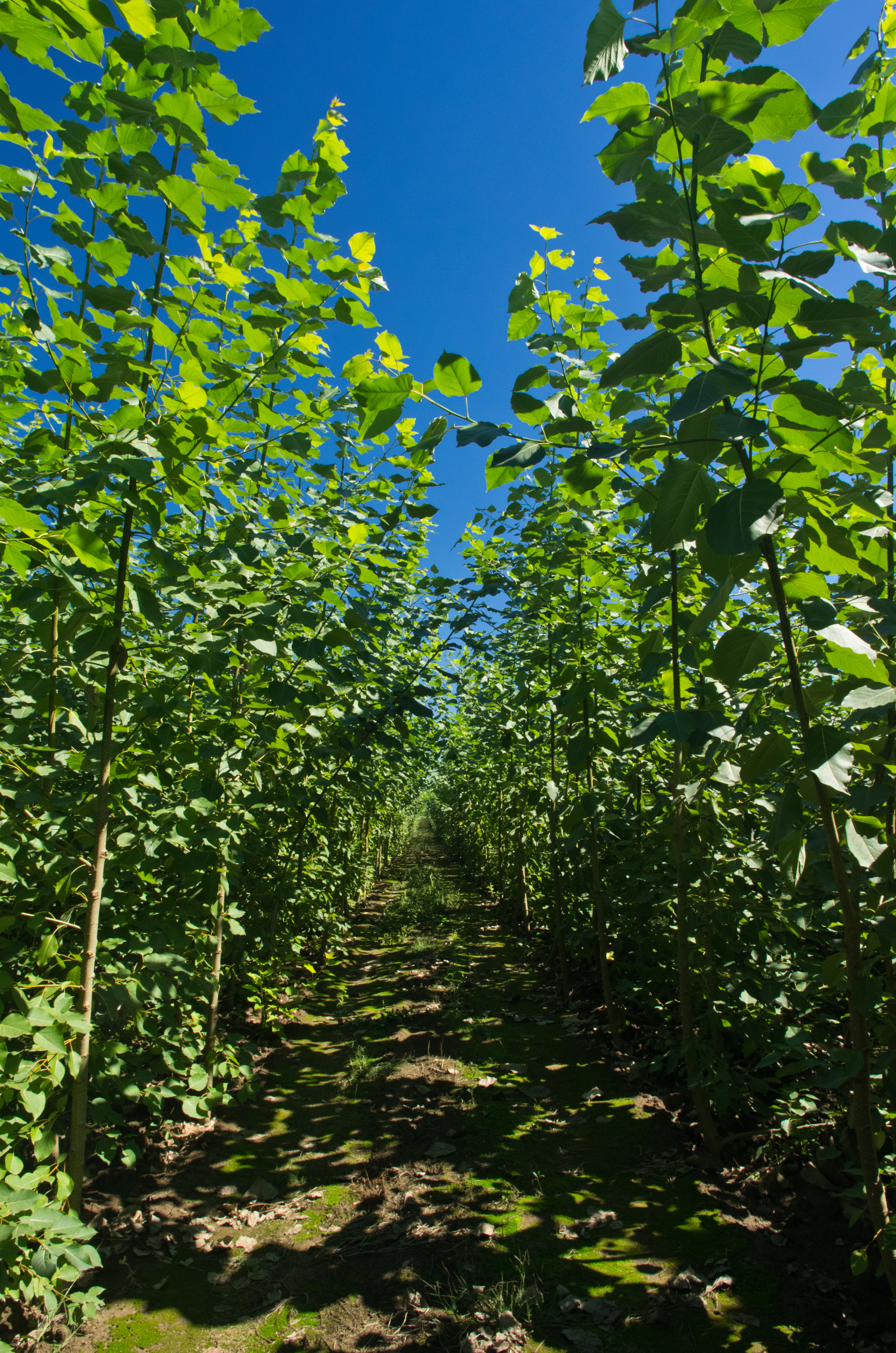 Poplar (Populus spp.) Trees for Biofuel Production - eXtension