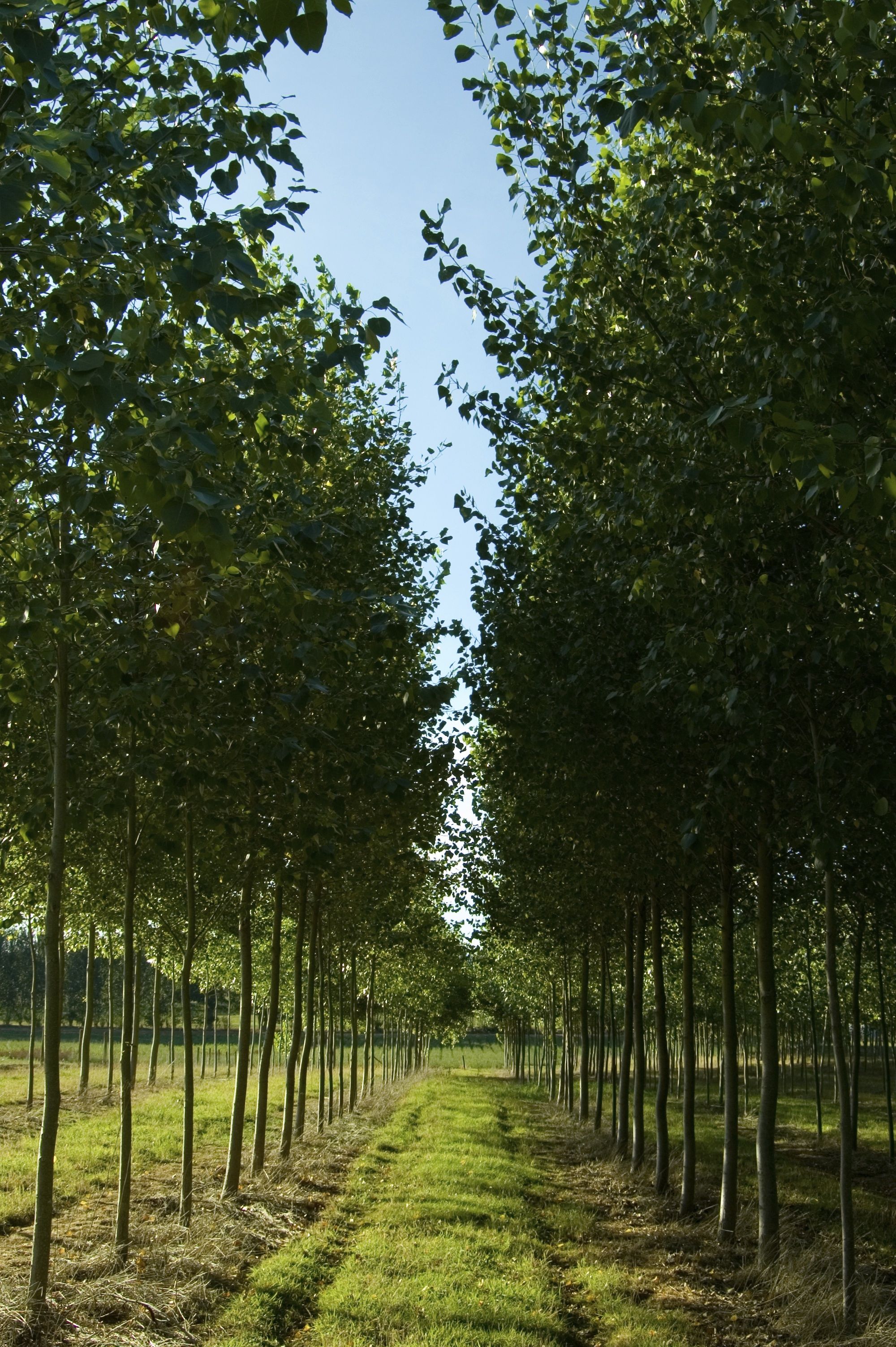 List+of+Trees+in+Michigan | Young poplar trees in the Upper ...