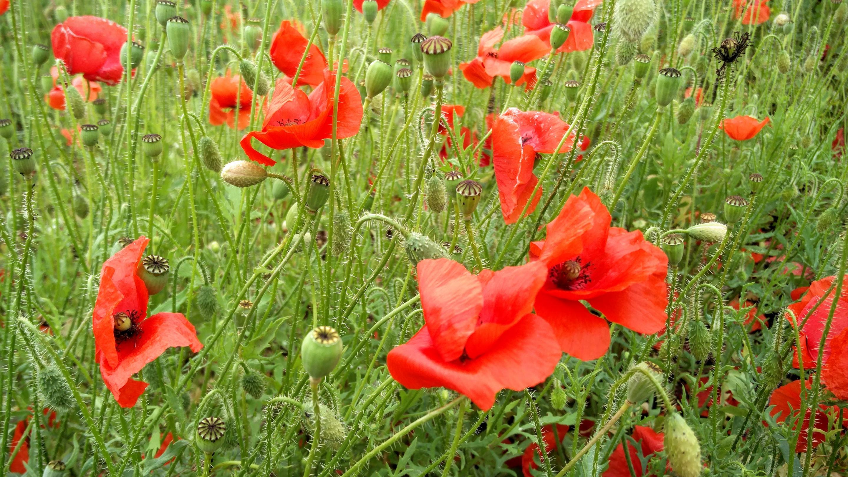 Free photo: Poppies - Poppy, Red, Nature - Free Download ...