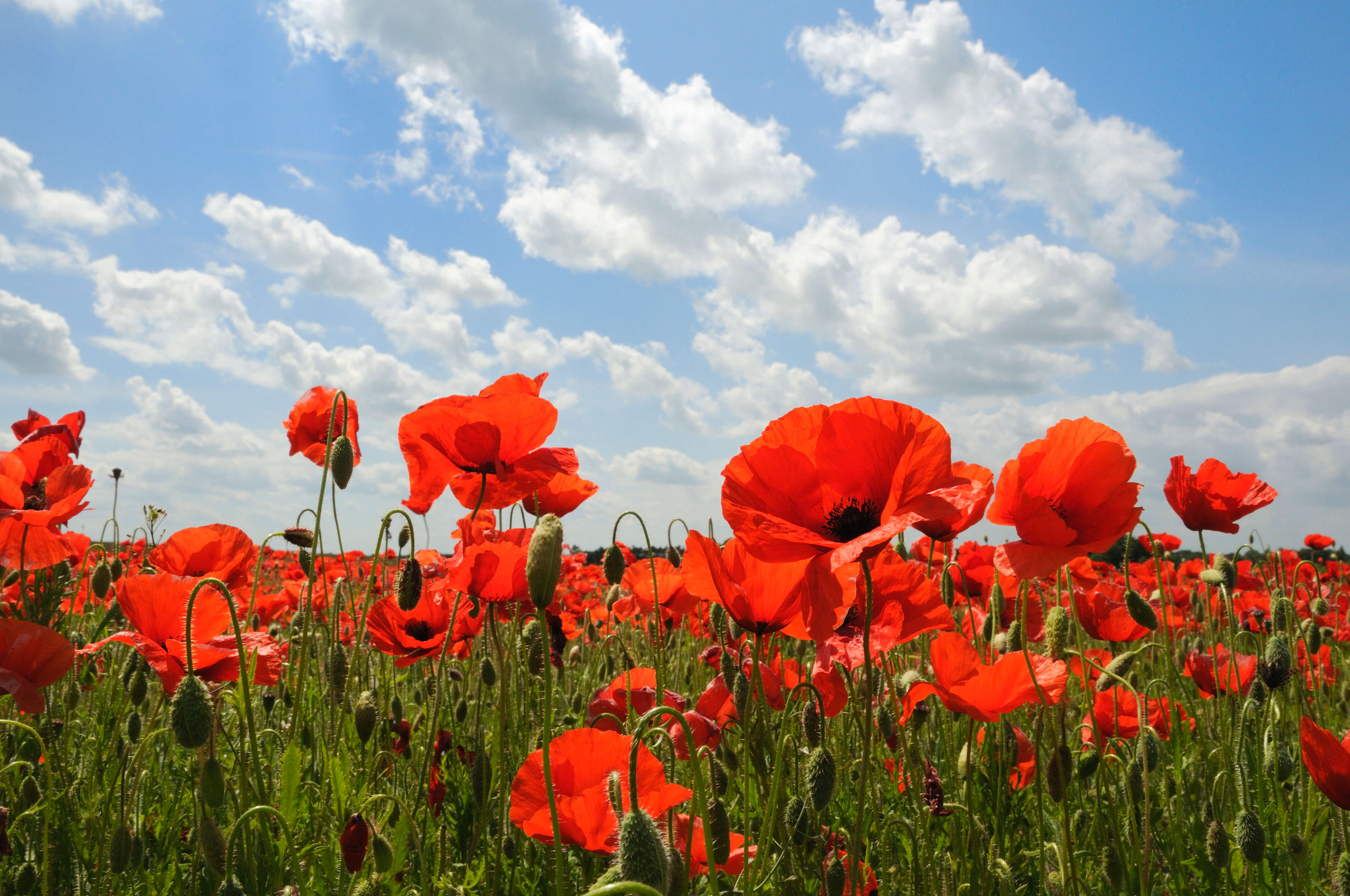 Free photo: Poppies - Field, Flower, Nature - Free Download - Jooinn