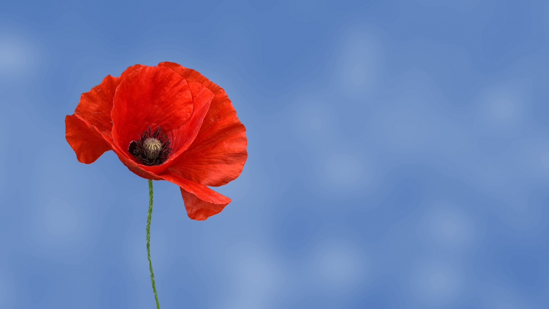 Poppy Flower Free Stock Photo - Public Domain Pictures