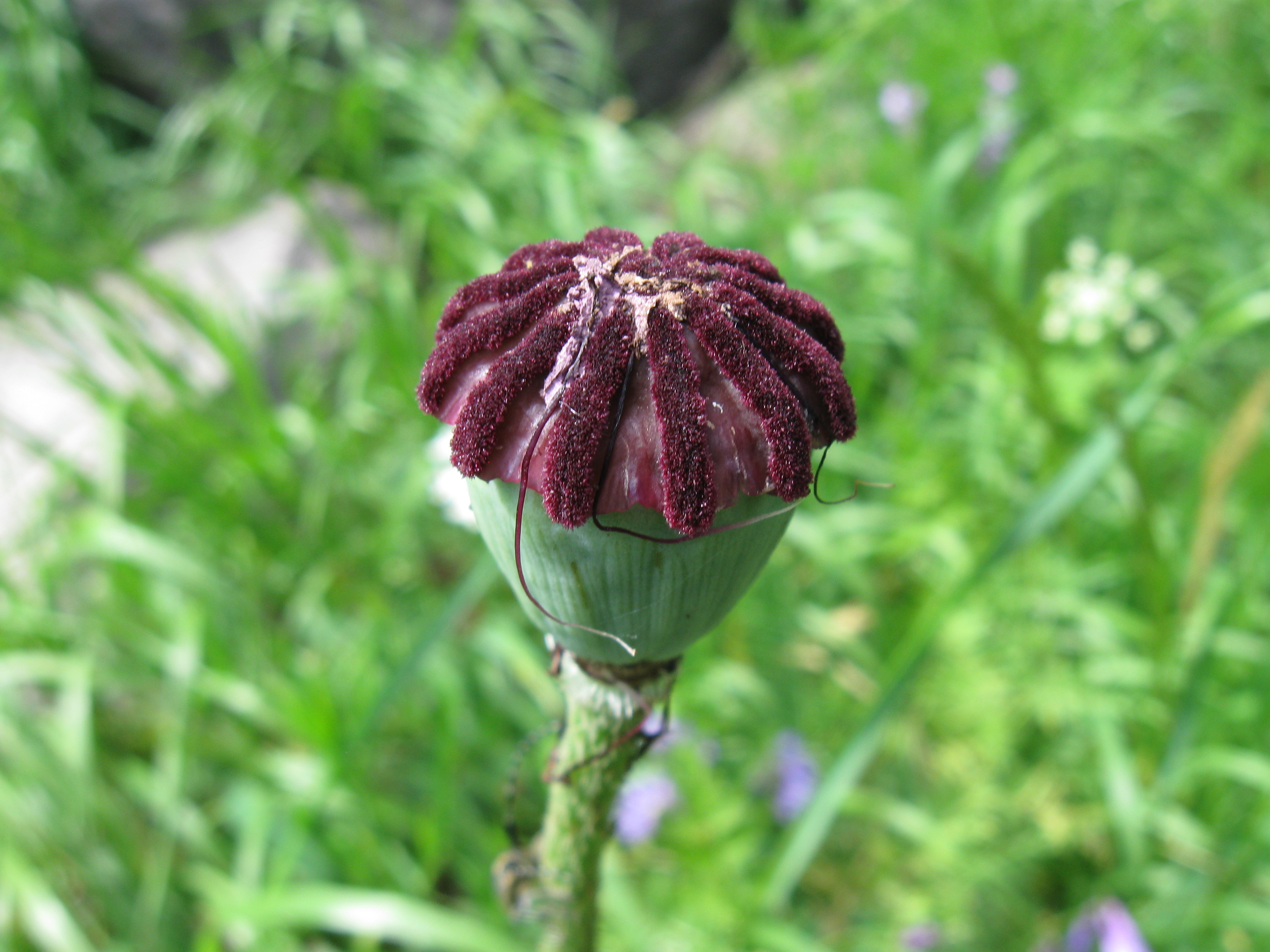File:Poppy seed capsule.jpg - Wikimedia Commons
