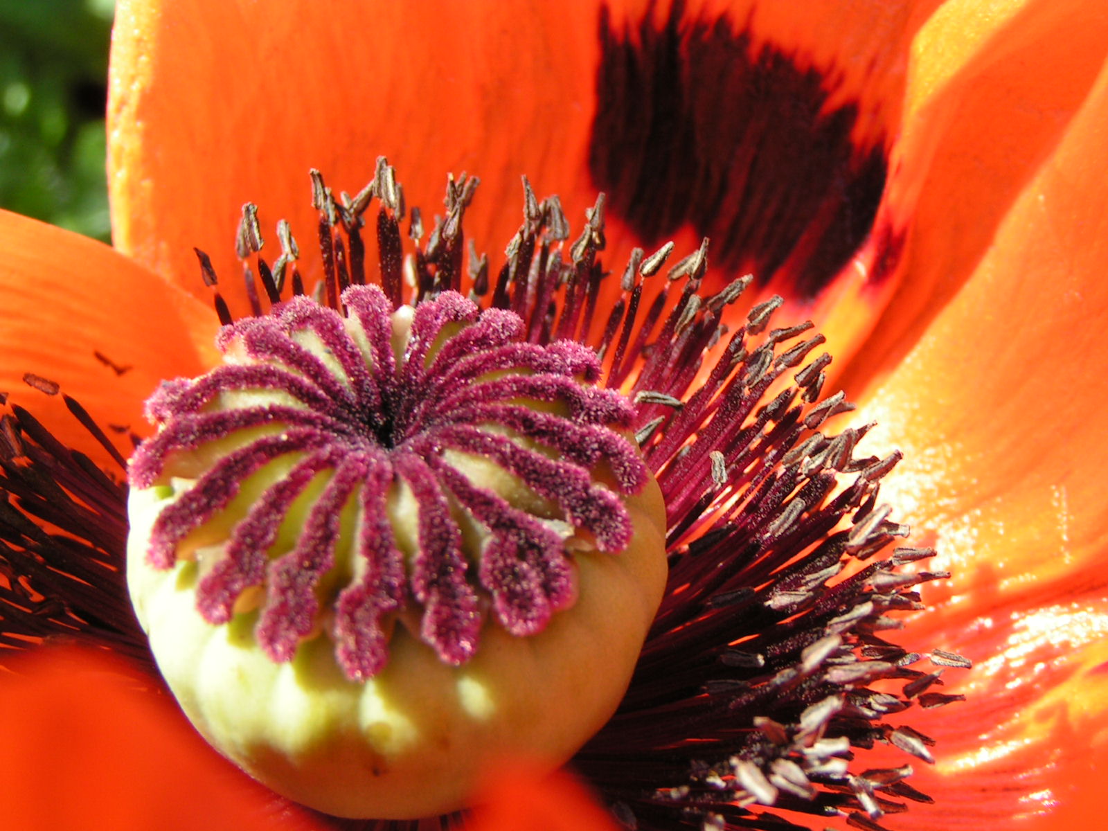 Red poppy close-up photo