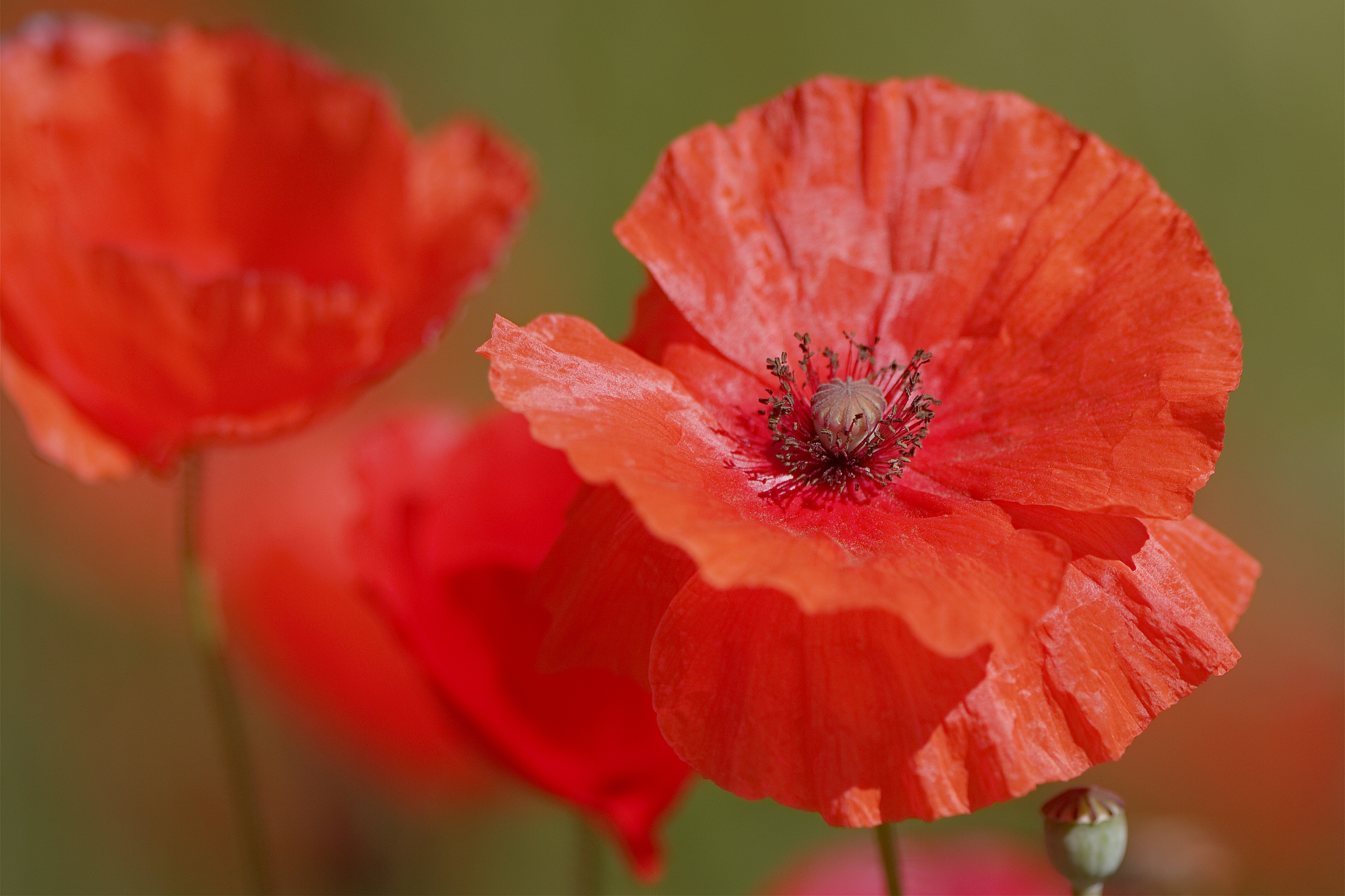 File:Poppy closeup of a single blossom 3.jpg - Wikimedia Commons
