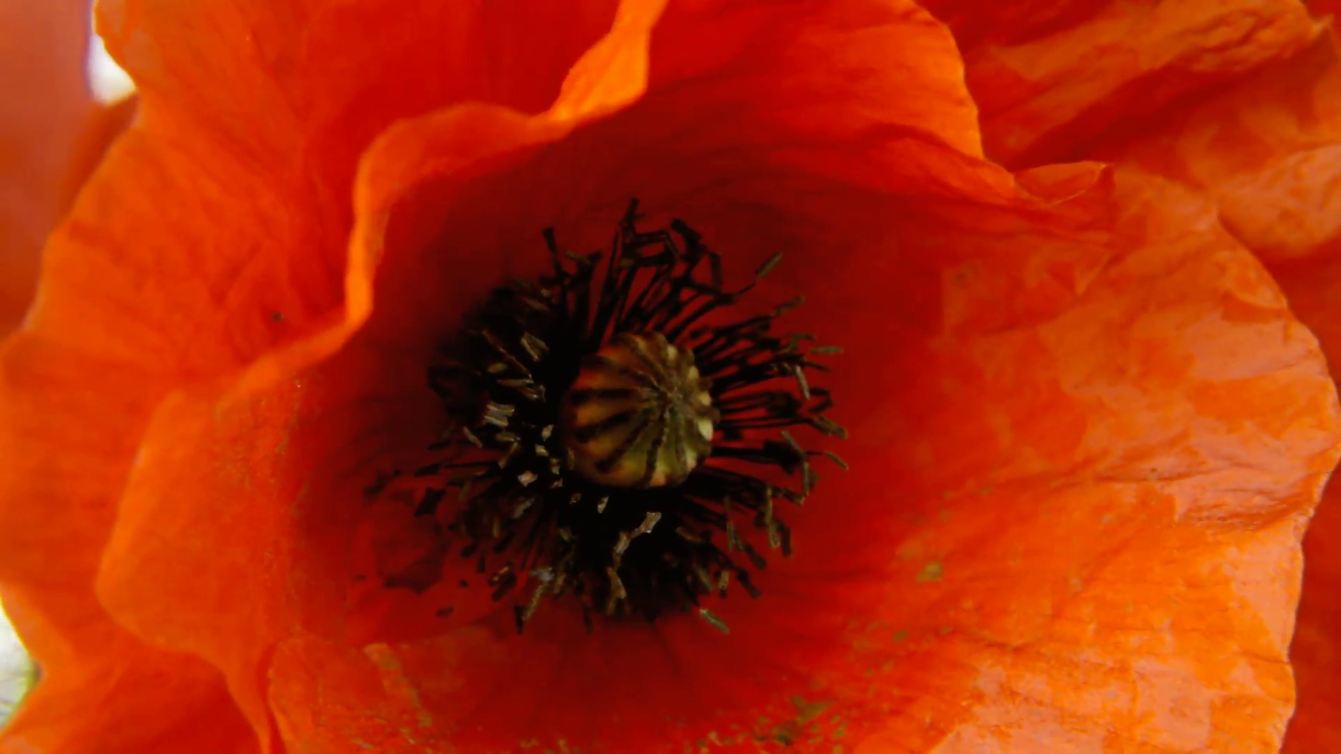 Poppy red detail stigma petals. A red poppy (spring flower), macro ...