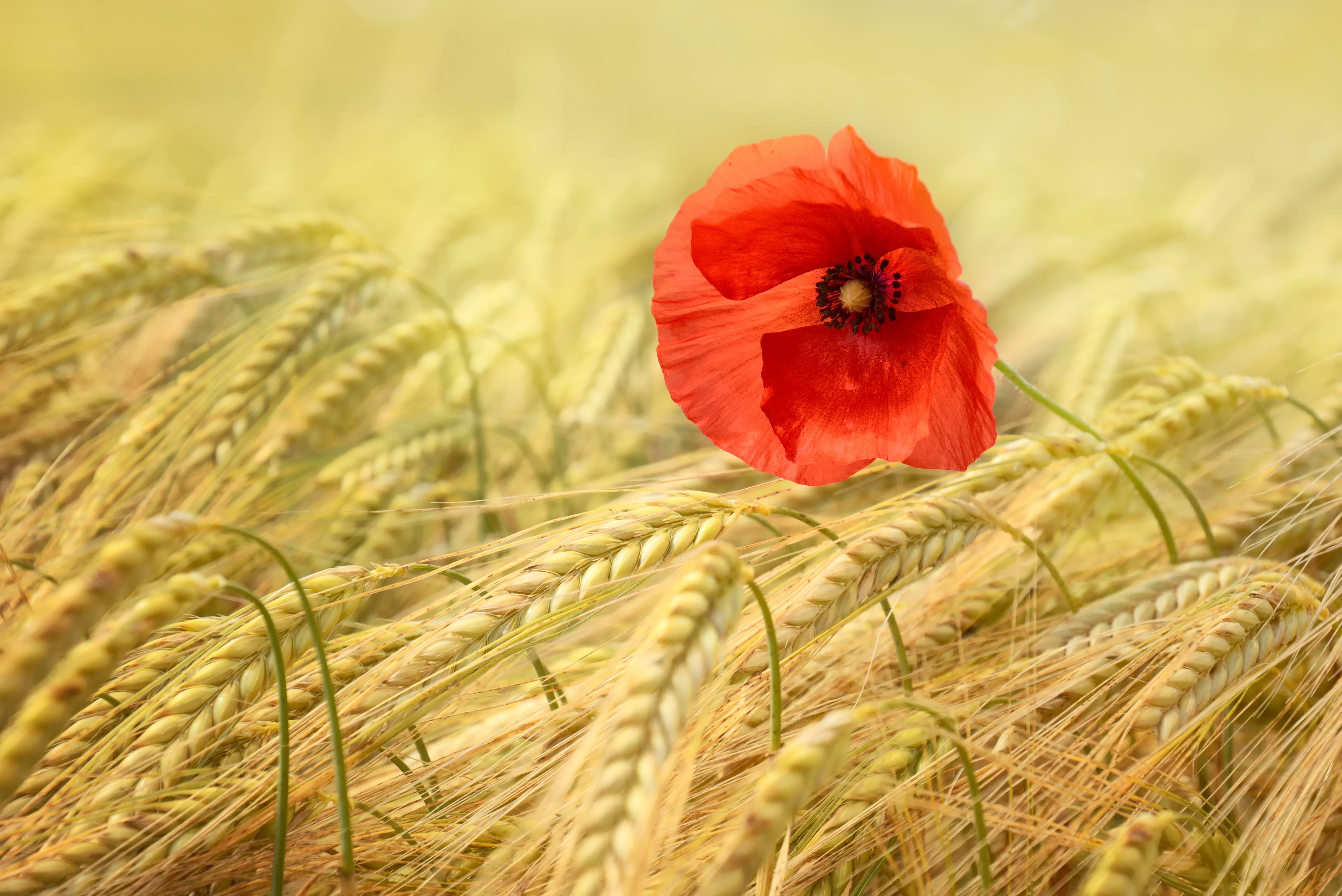Red poppy flower with pampas leaf selective photo HD wallpaper ...