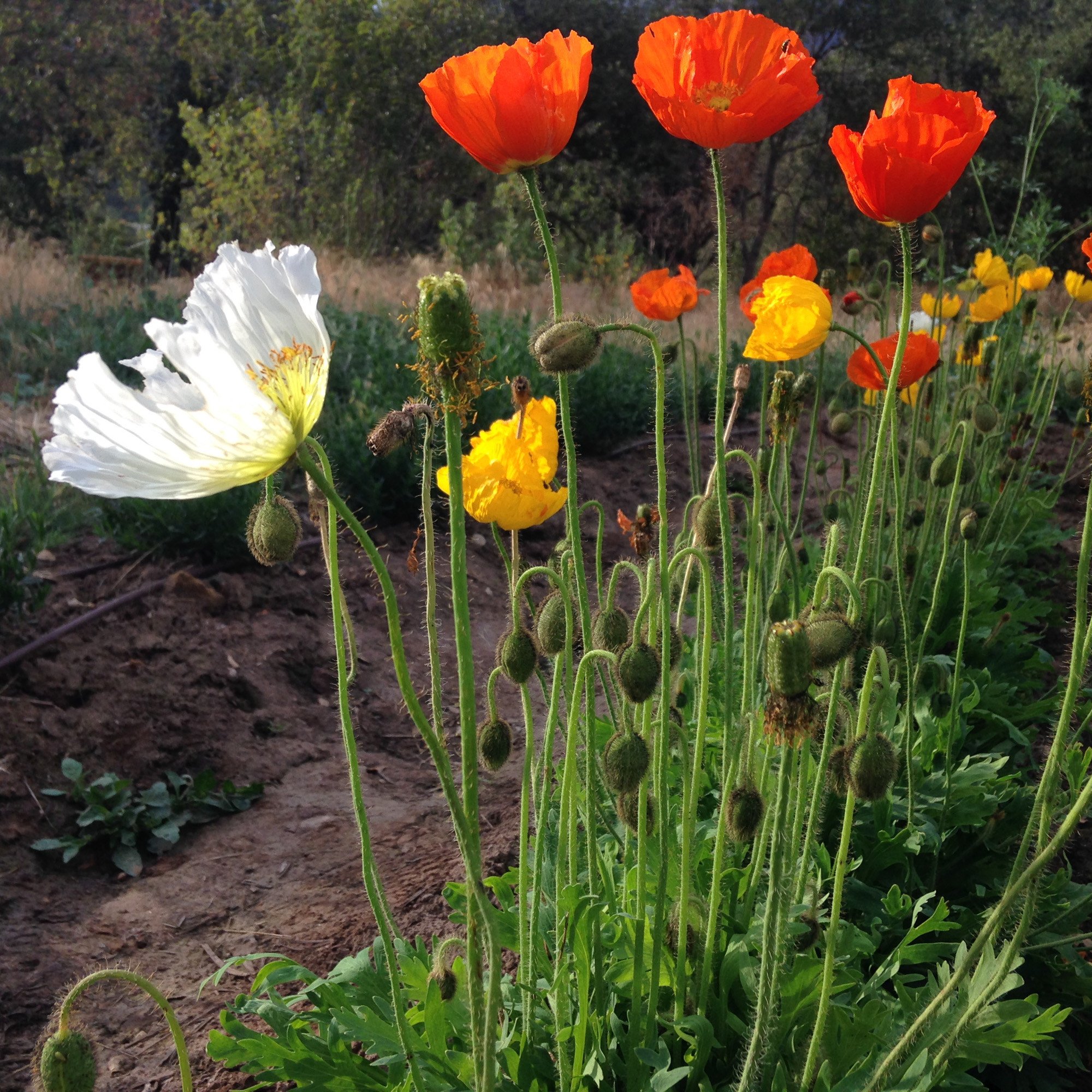 Iceland Poppy Flower Seeds | The Plant Good Seed Company