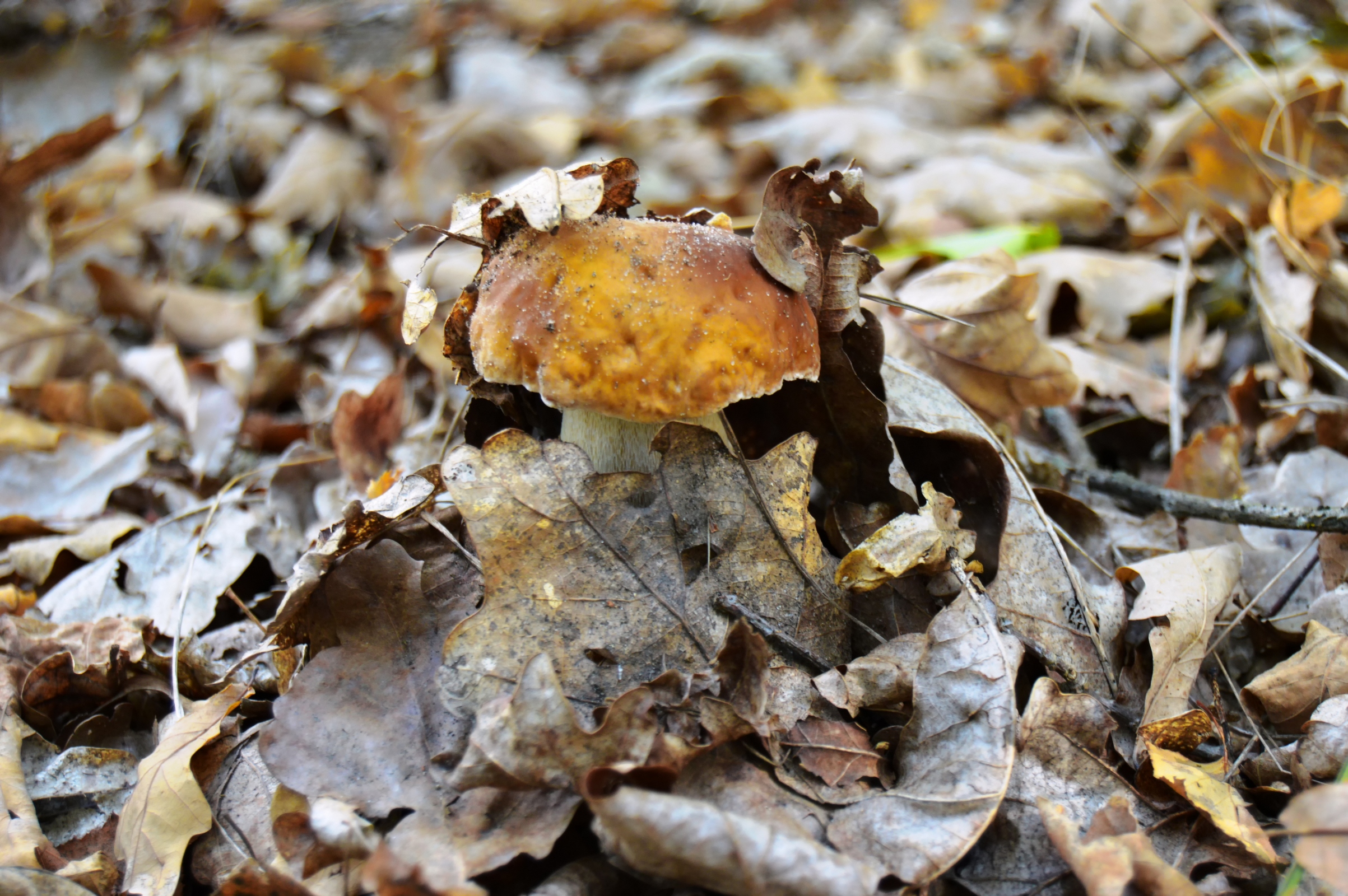 Porcini mushroom in the fallen leaves photo