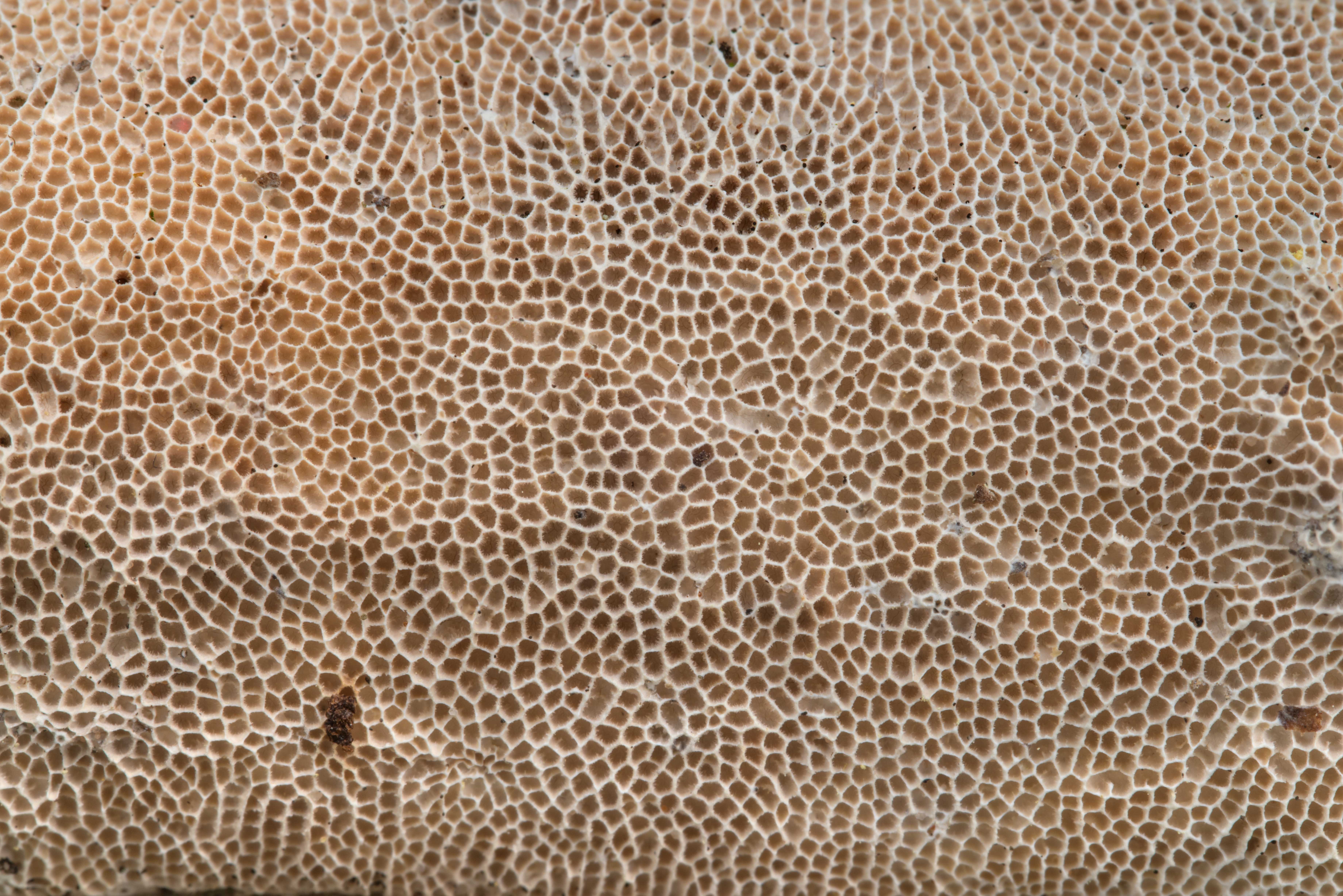 Photo 2234-27: Texture of a porous mushroom Trametes villosa on ...