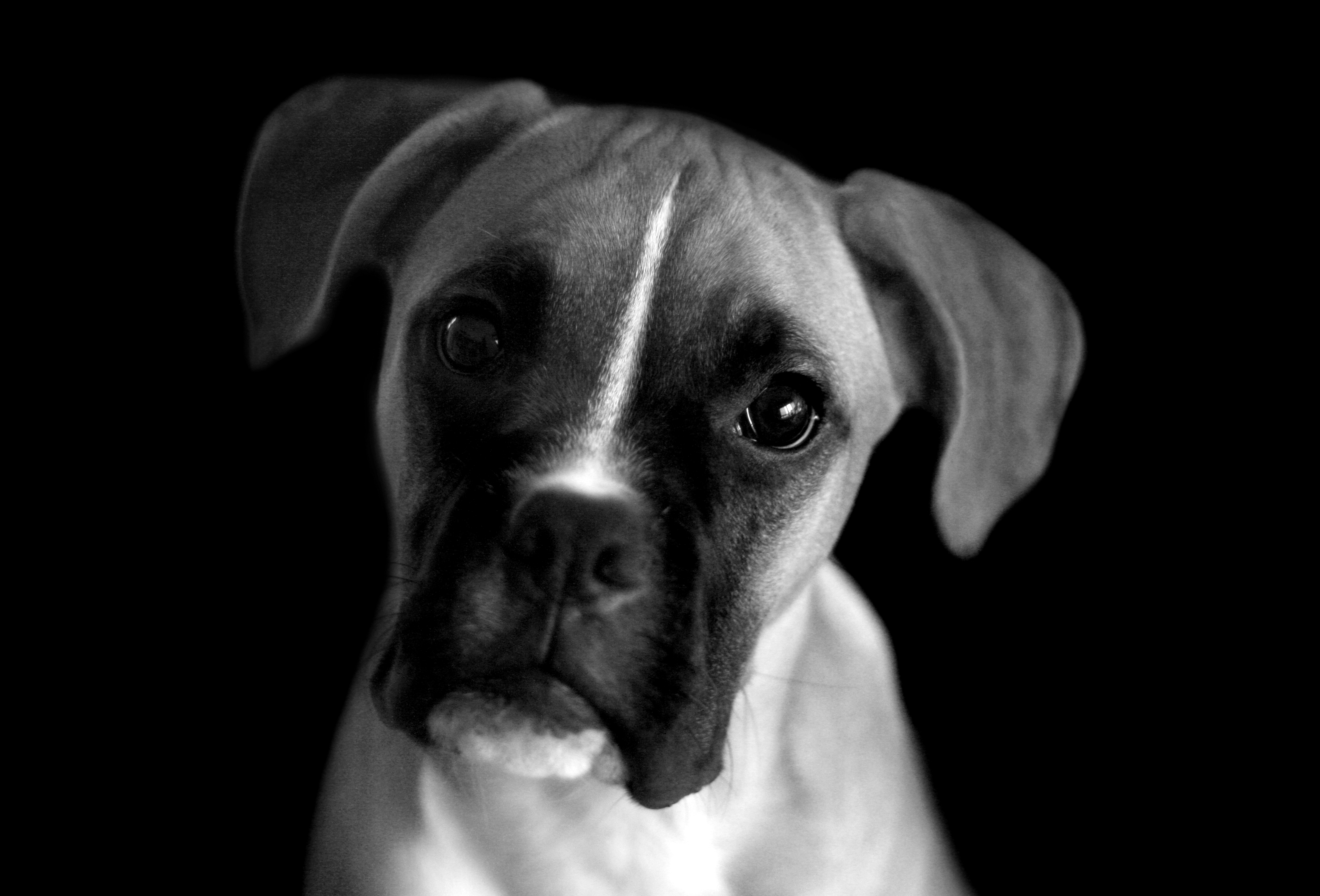 White dog portrait photo