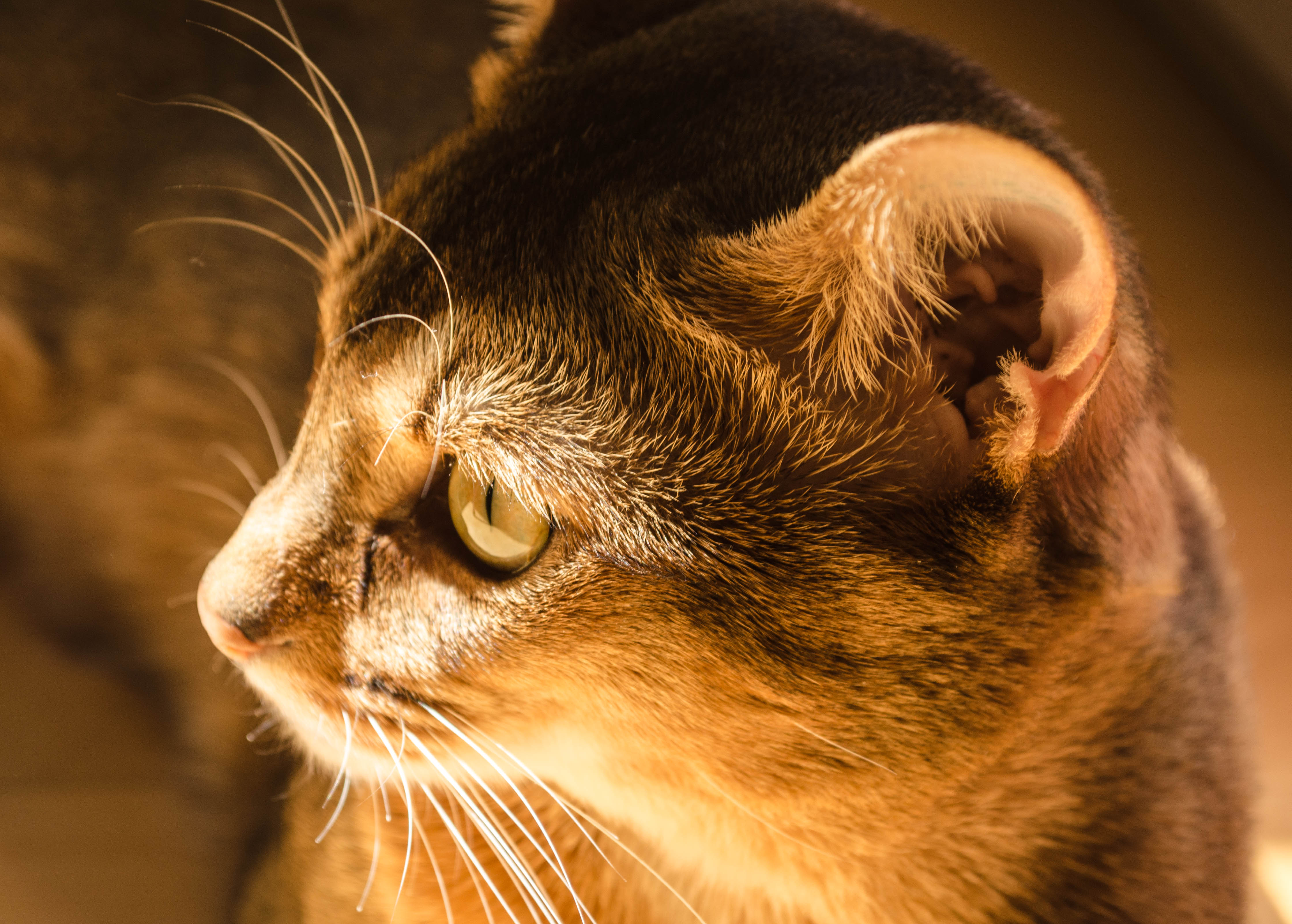 Portrait of a cat, Abyssinian, Animal, Cat, Depth of field, HQ Photo