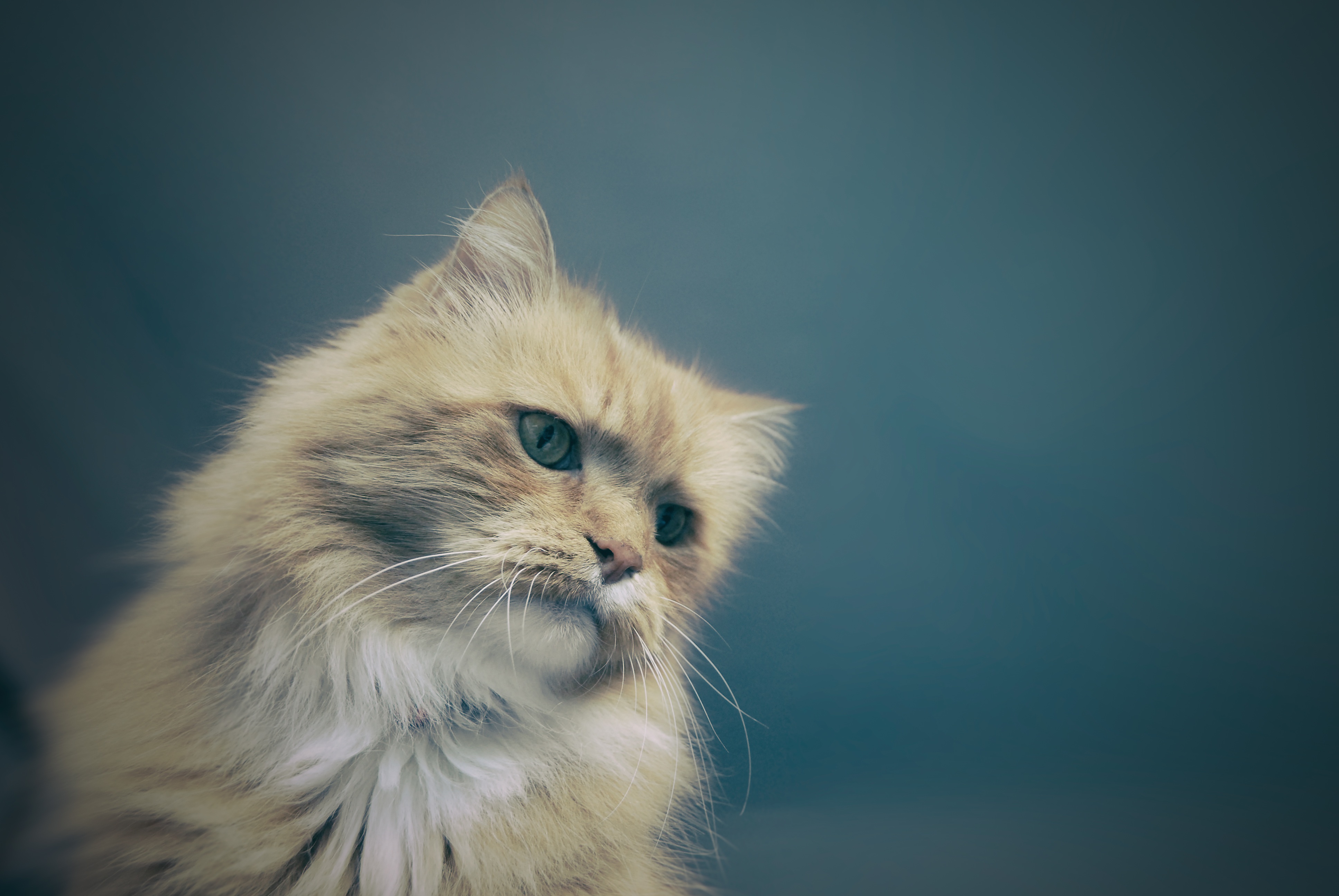 Portrait of a Cat, Animal, Cat, Friend, Loyal, HQ Photo