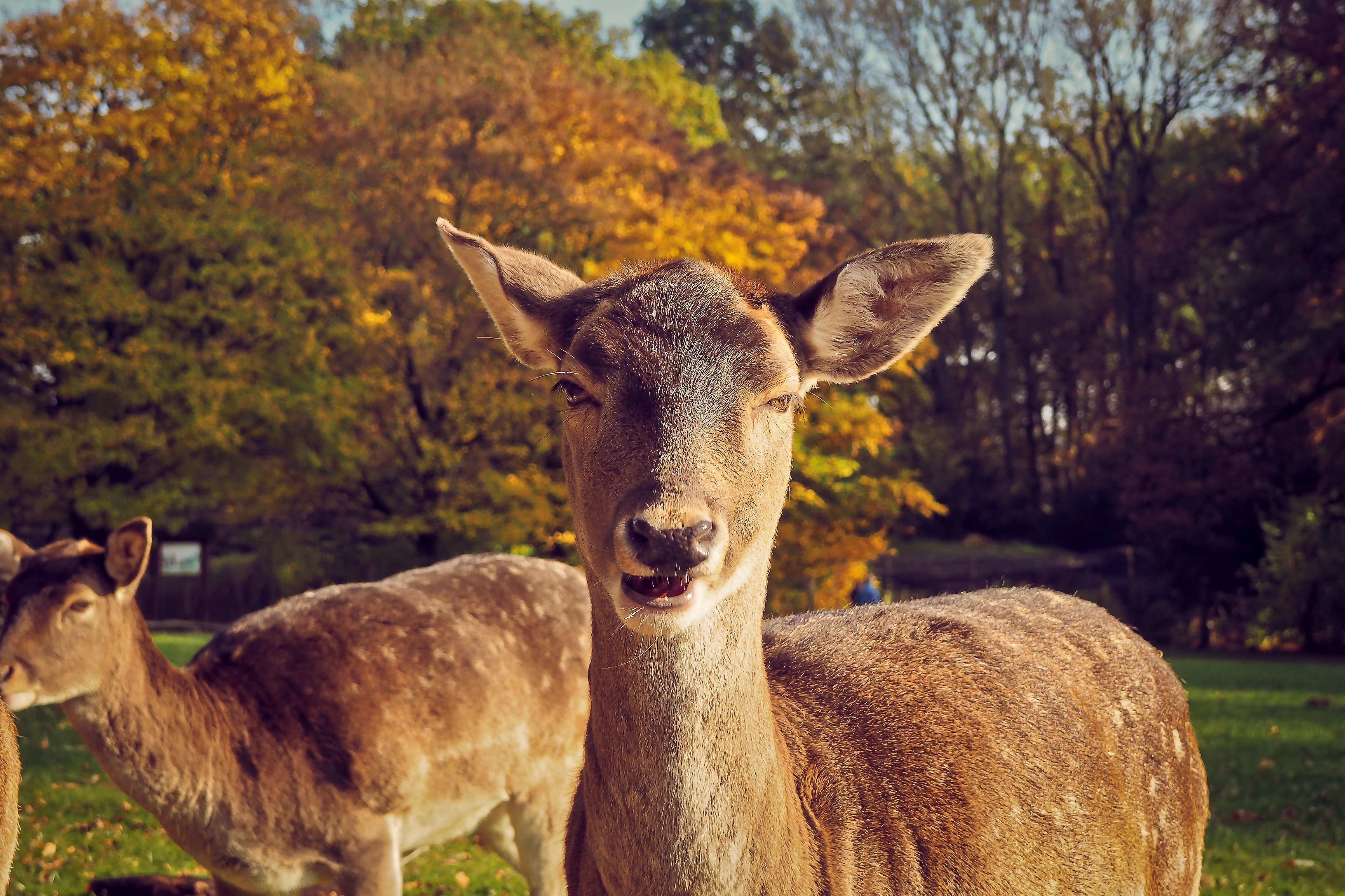 Portrait of deer on field photo