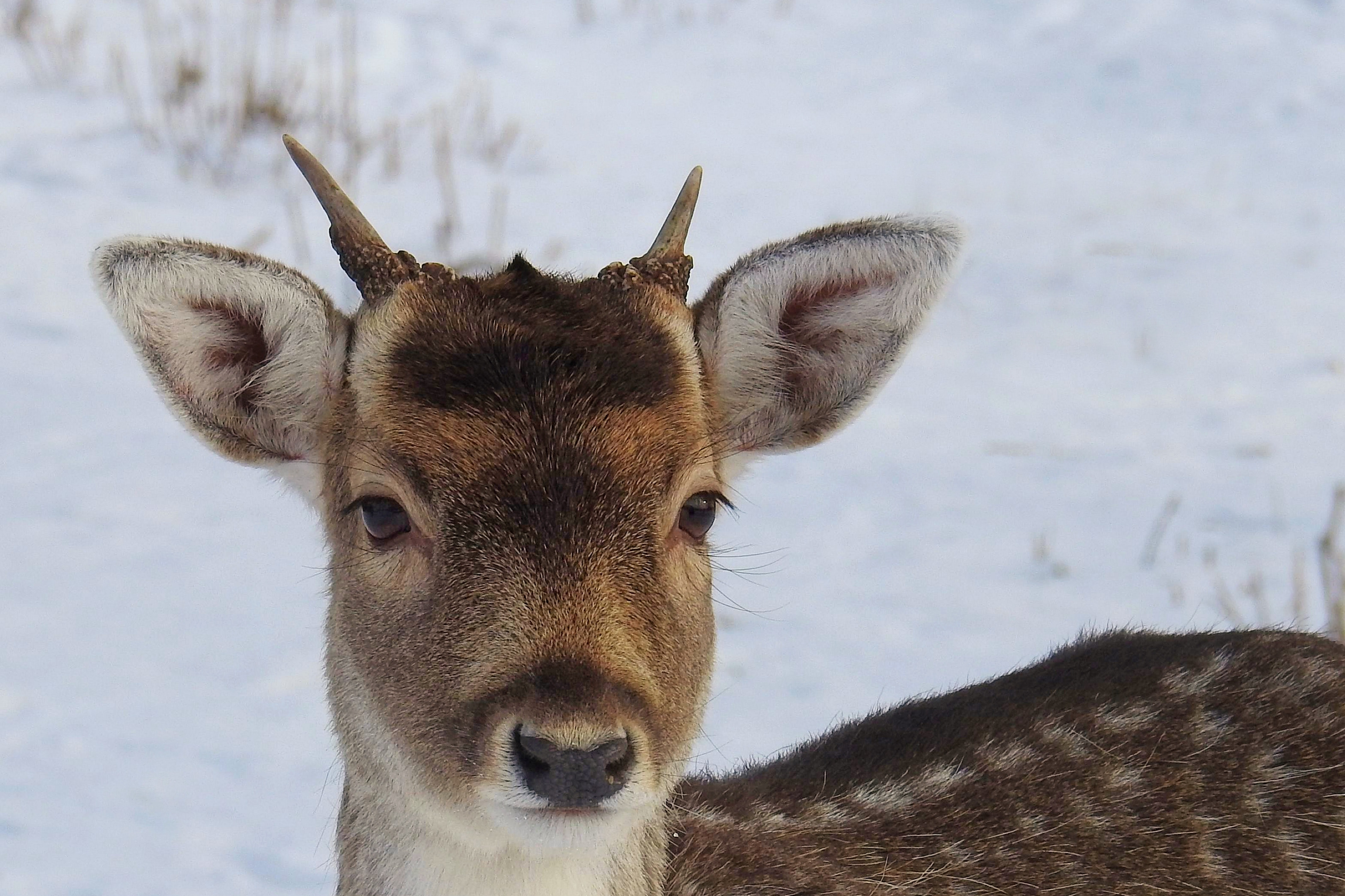 Portrait of deer on snow photo