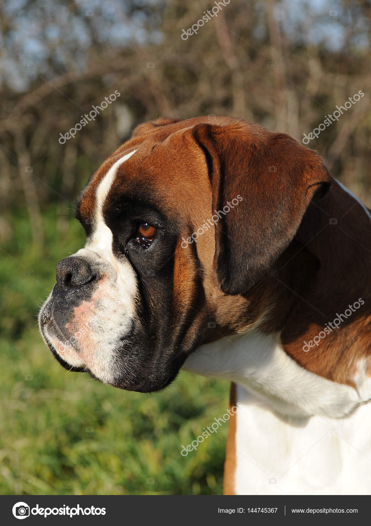 Portrait of dog breed boxer — Stock Photo © ricantimages #144745367