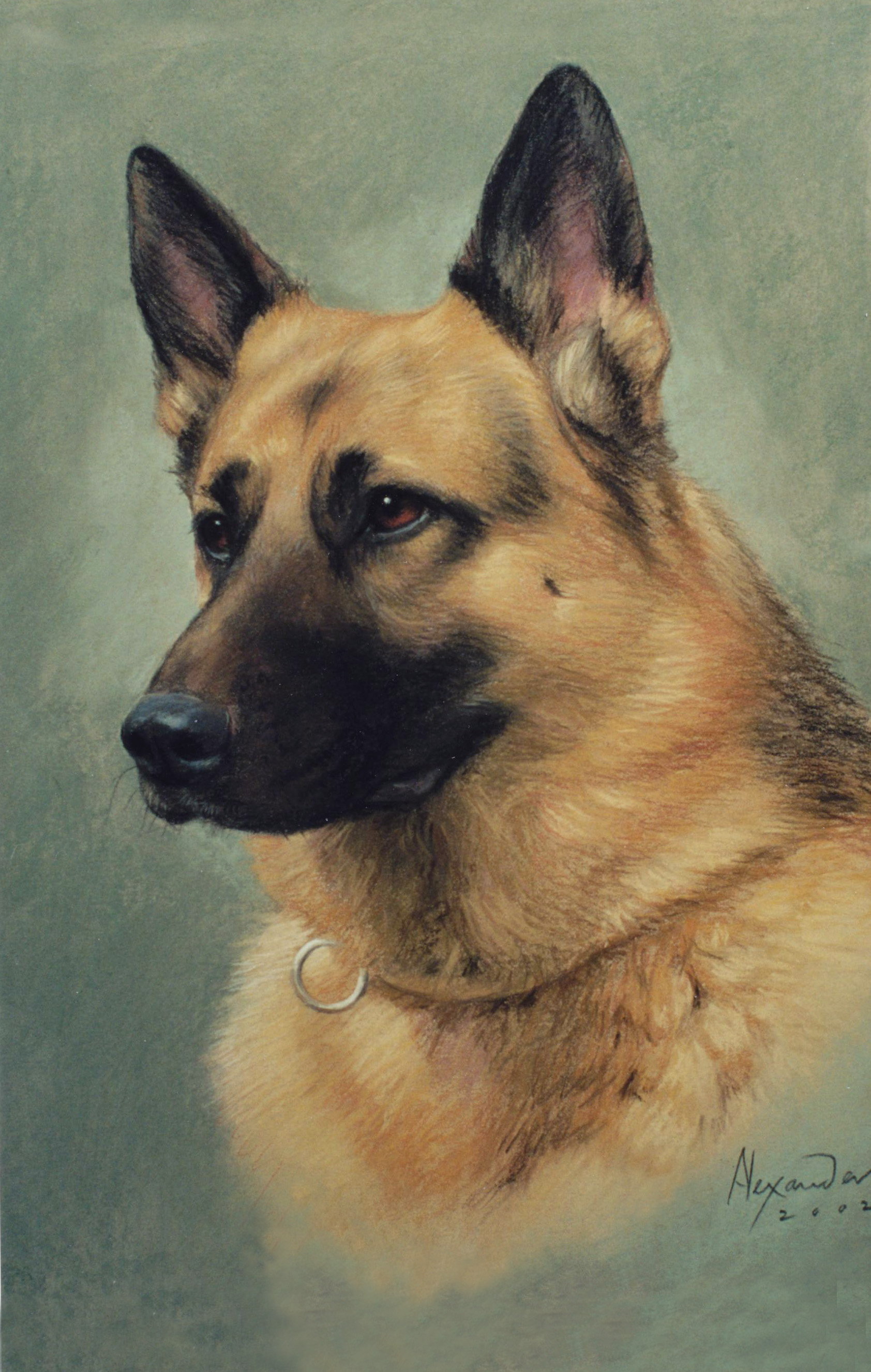 Portrait of dog photo