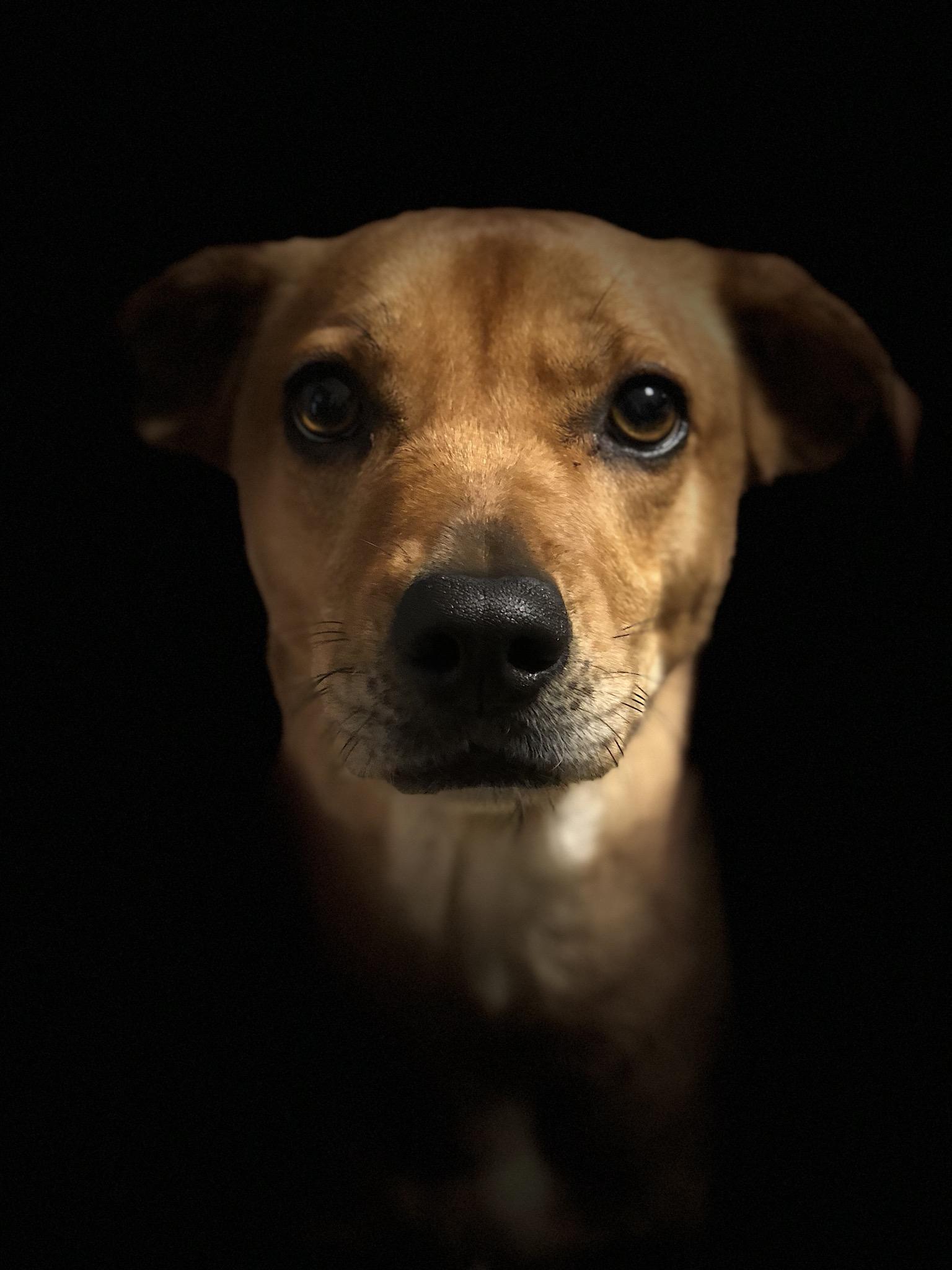 I used portrait mode on the iPhone X to take this photo of my dog. : aww