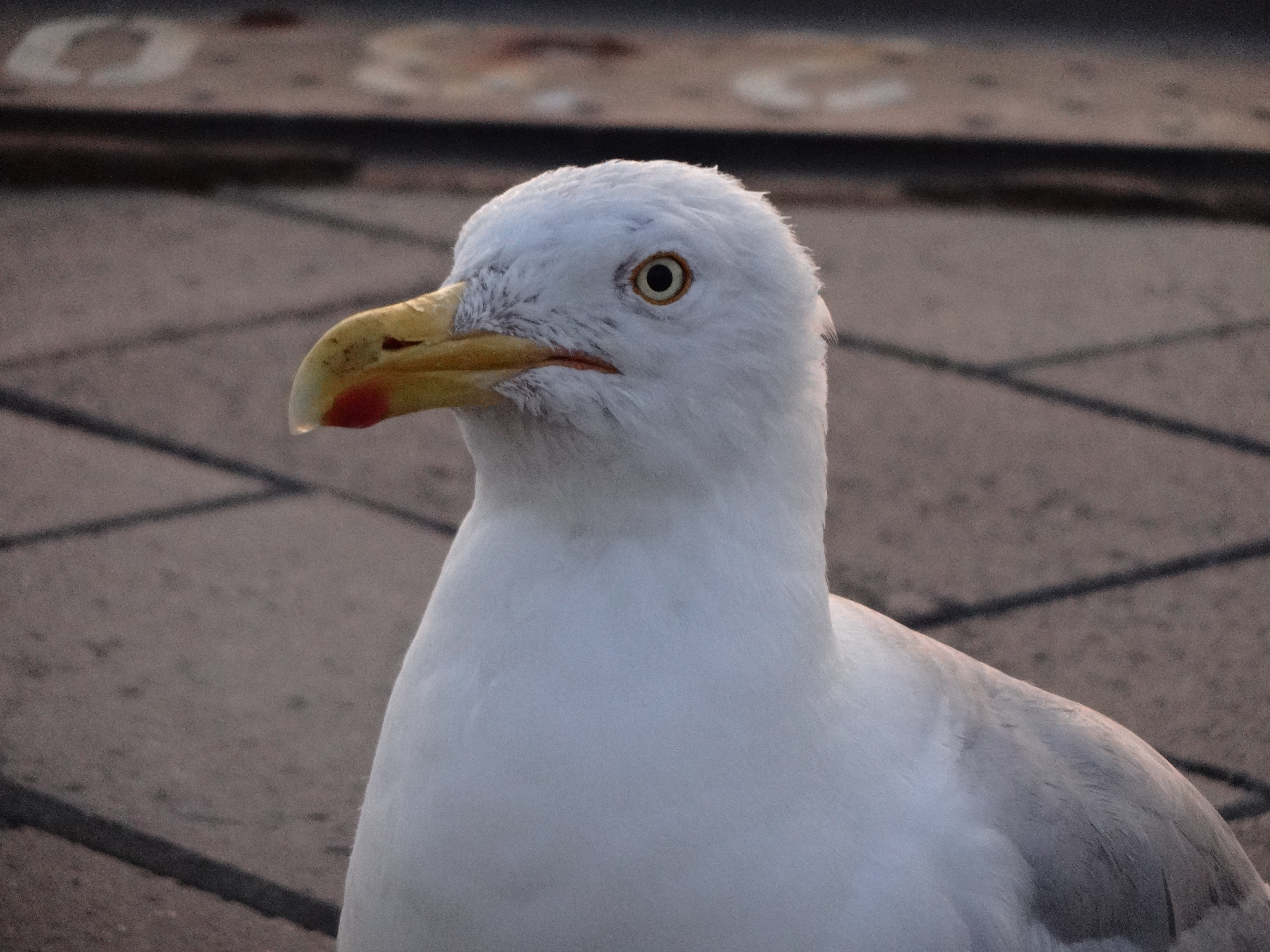 A Seagull Portrait - Album on Imgur
