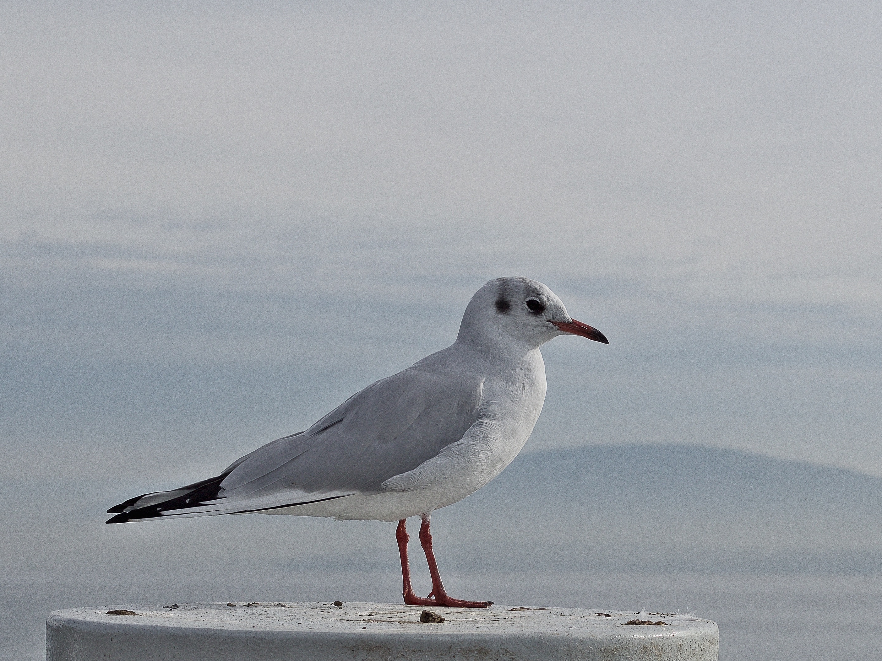 Pose, Animal, Bird, Seagull, Stand, HQ Photo