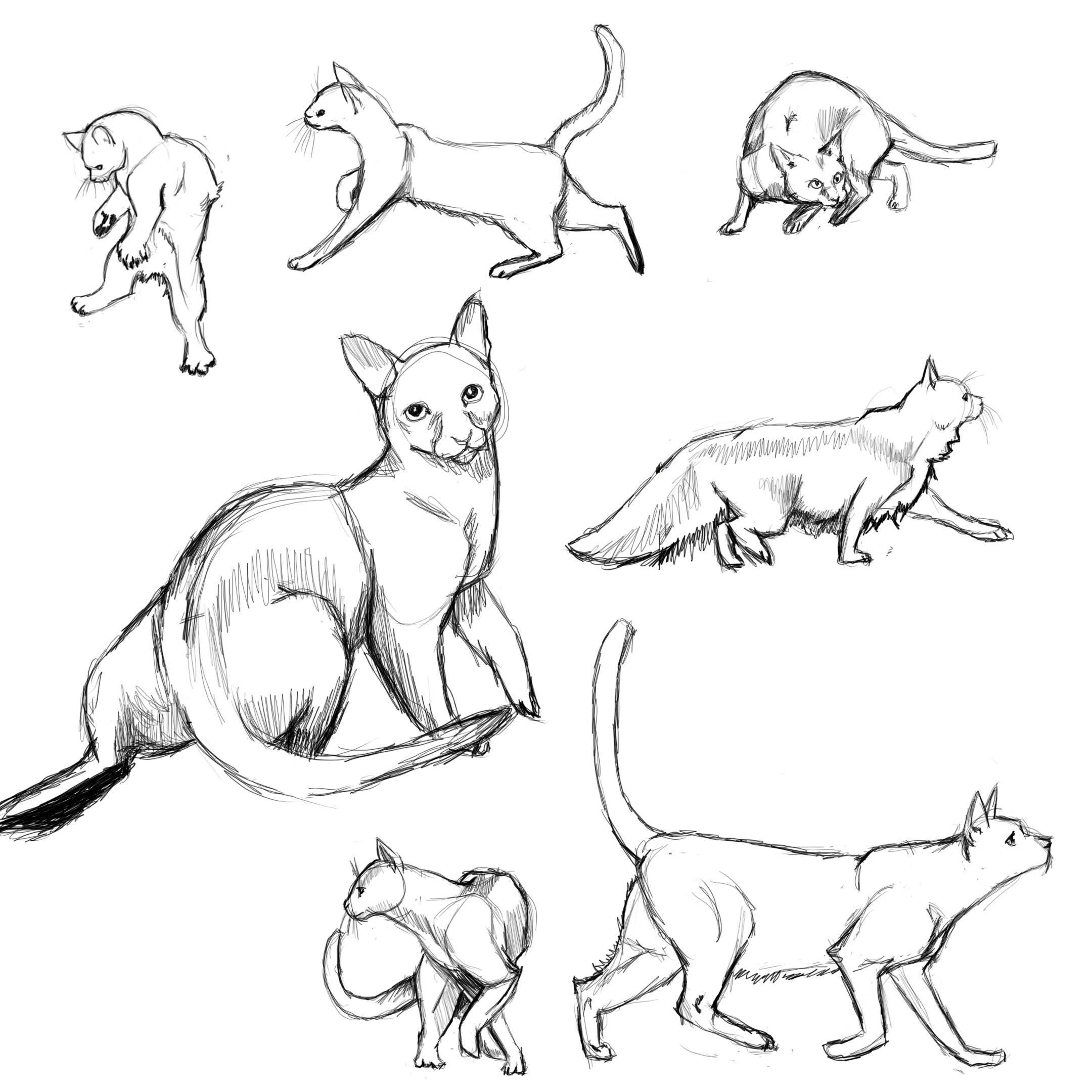 Cat Poses: study1 by FlameFoxe on DeviantArt