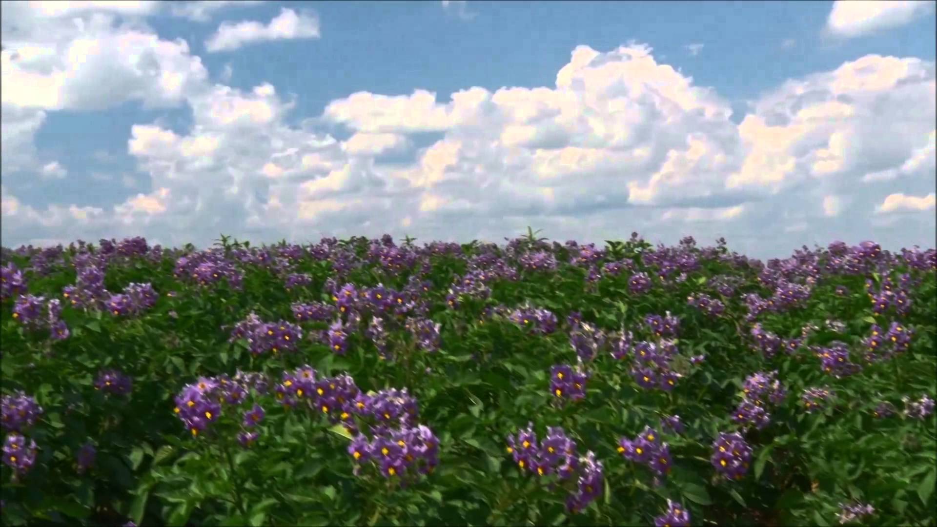 County Super Spuds Maine Potato Blossoms and Irrigation - YouTube