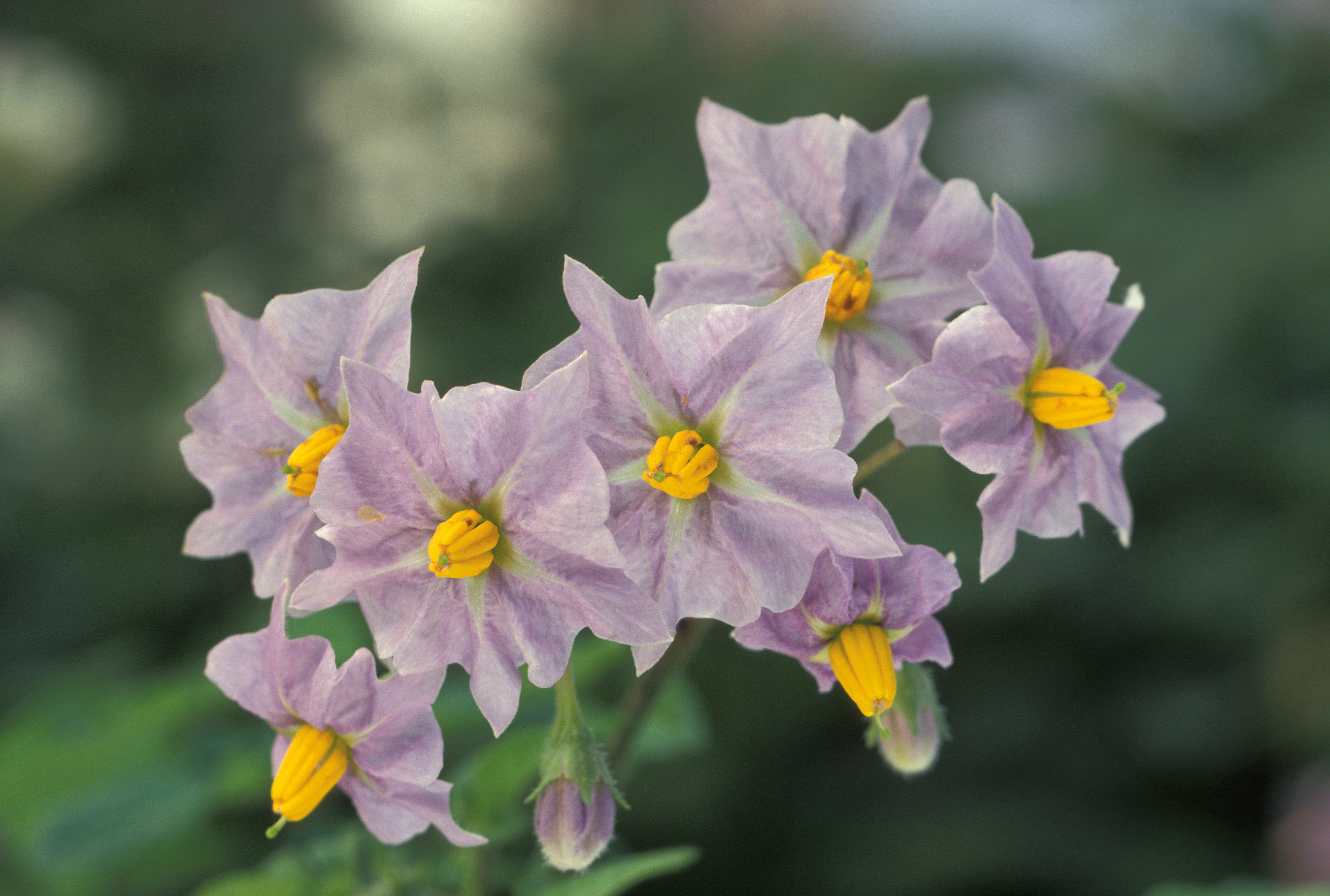 File:Potato flowers.jpg - Wikimedia Commons