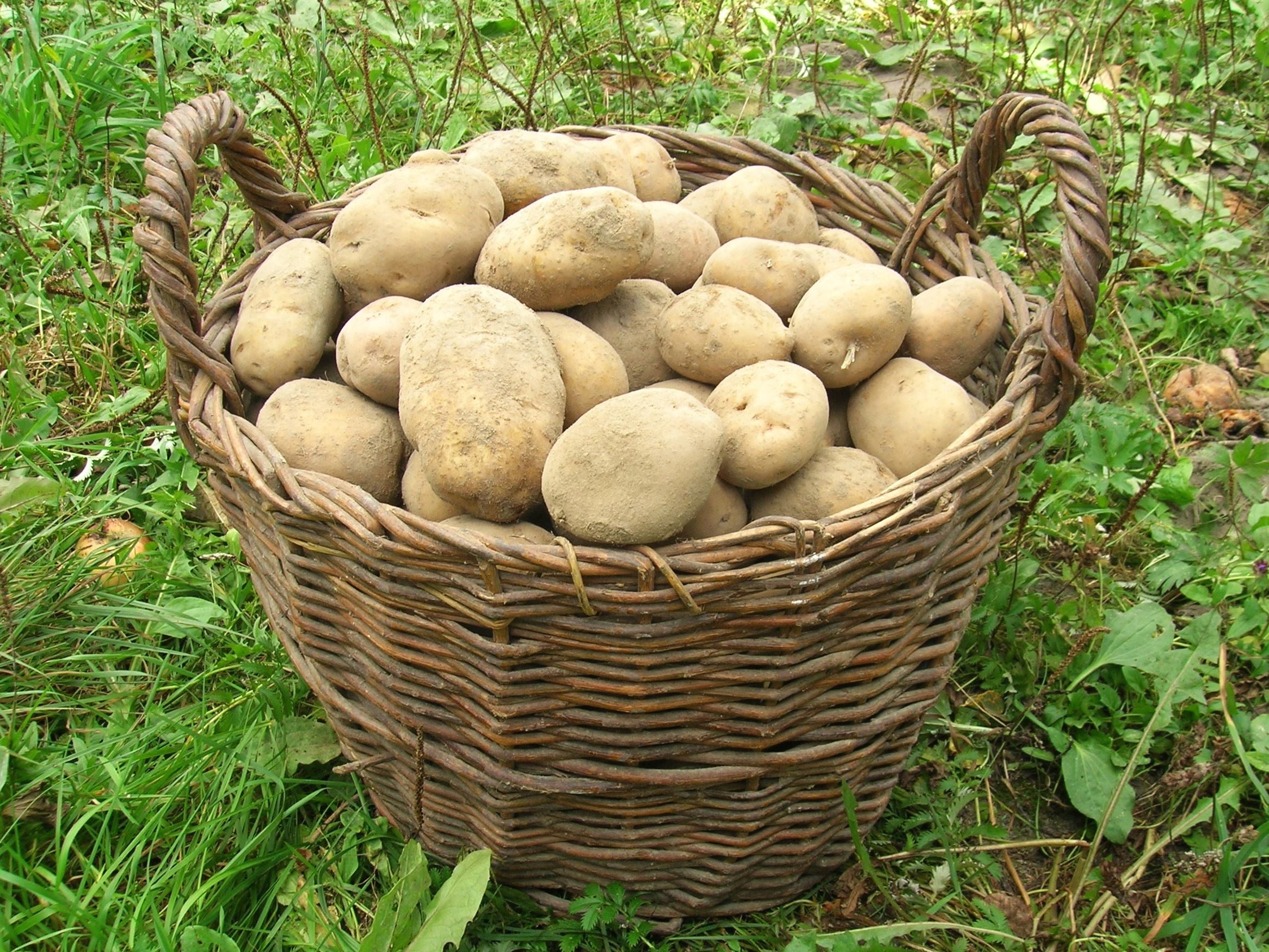 Free picture: basket, food, potato, grass, diet, plant, organic