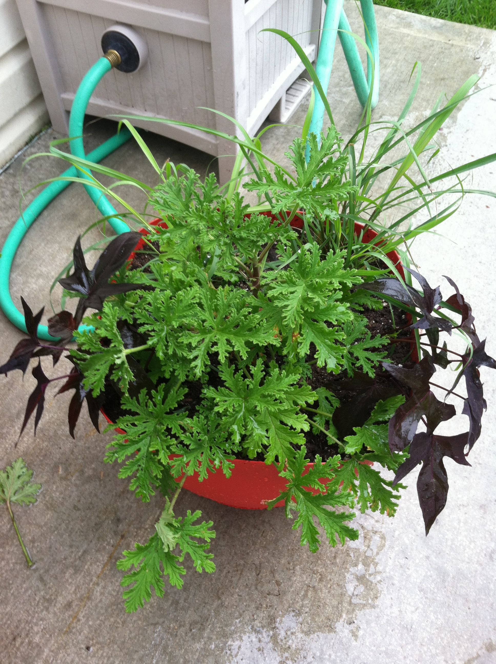 My mosquito repelling plant! Lemon grass, citronella and to make it ...