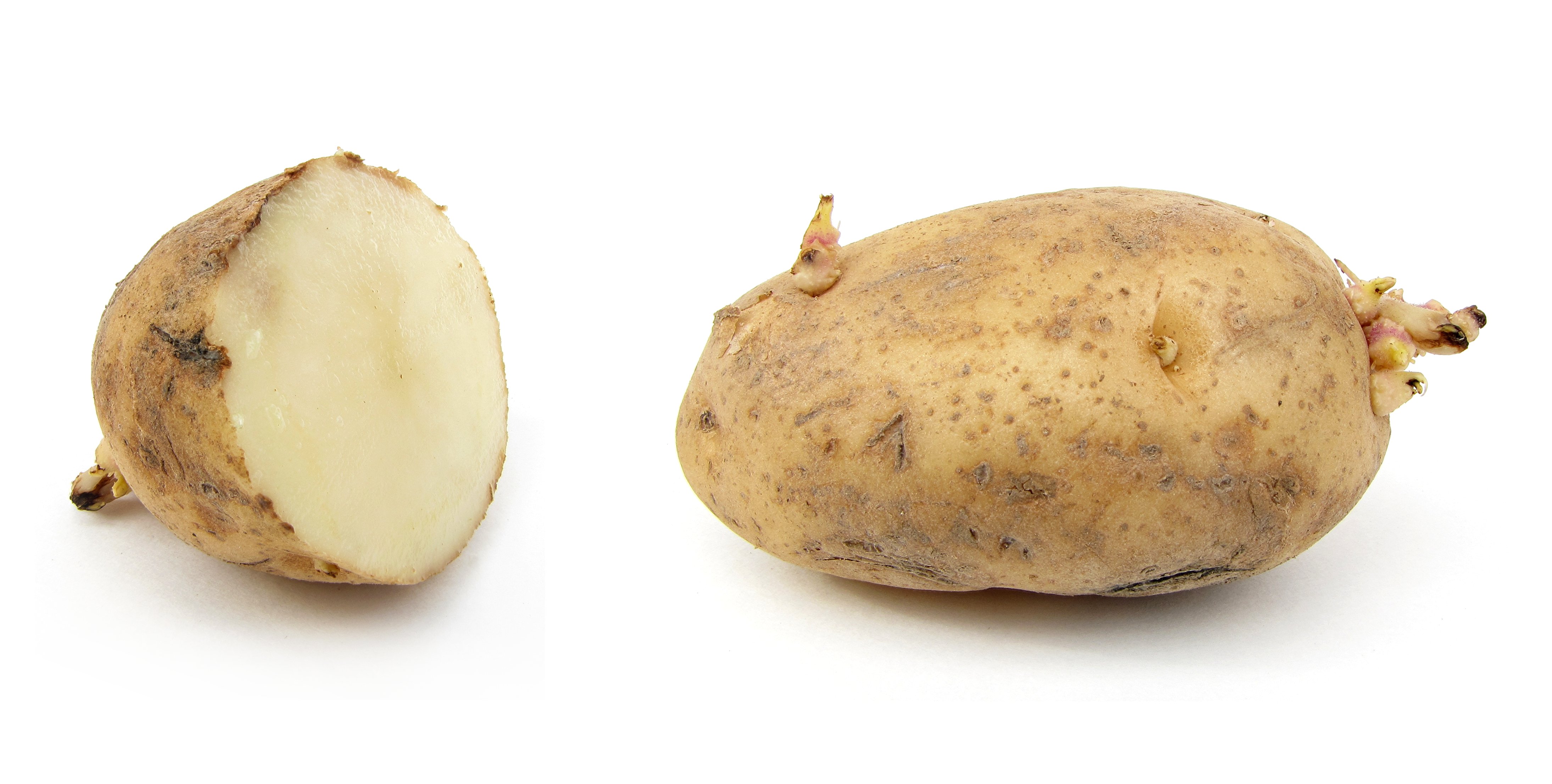 Potato - Wikipedia