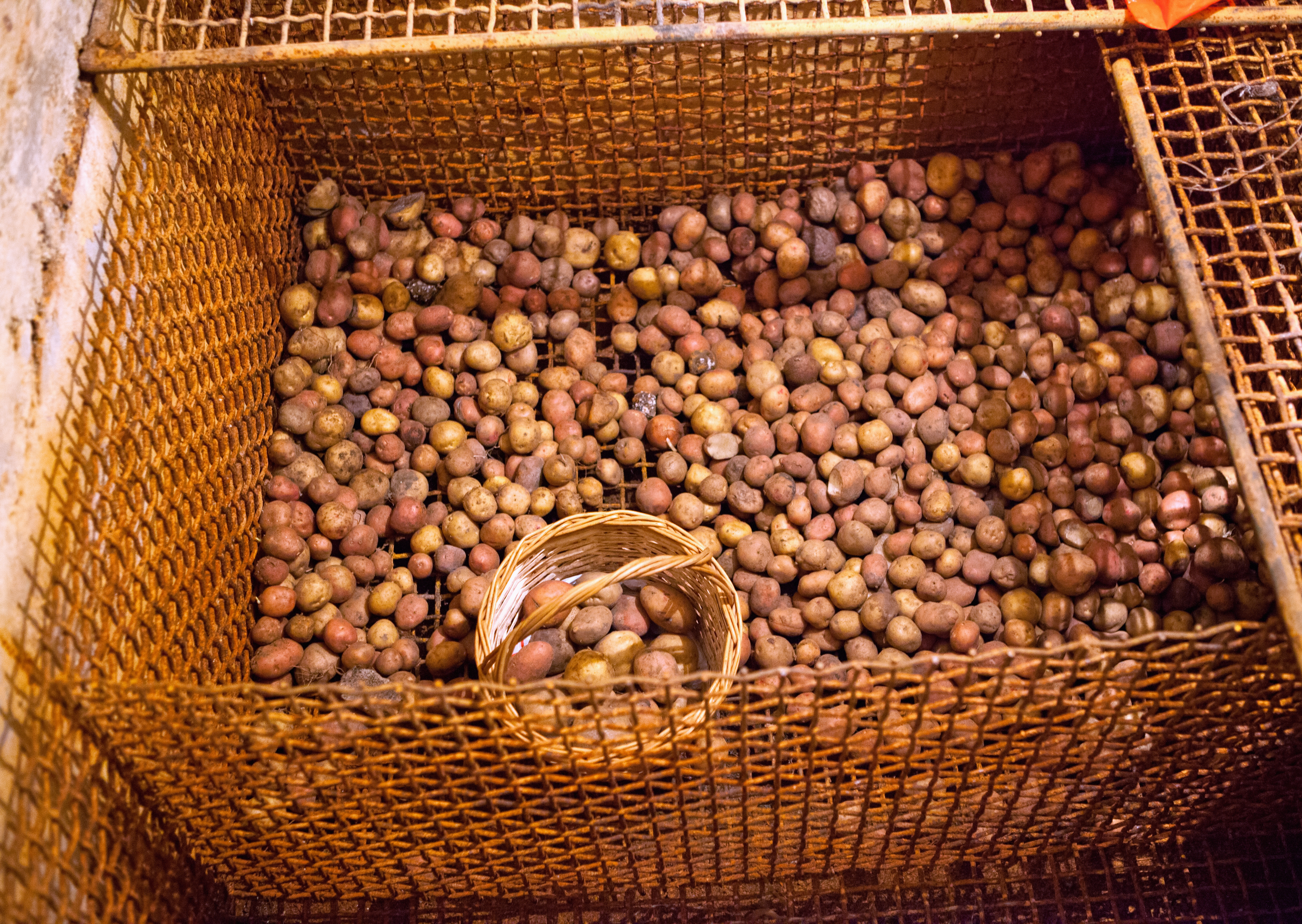 Potatoes in the cellar photo