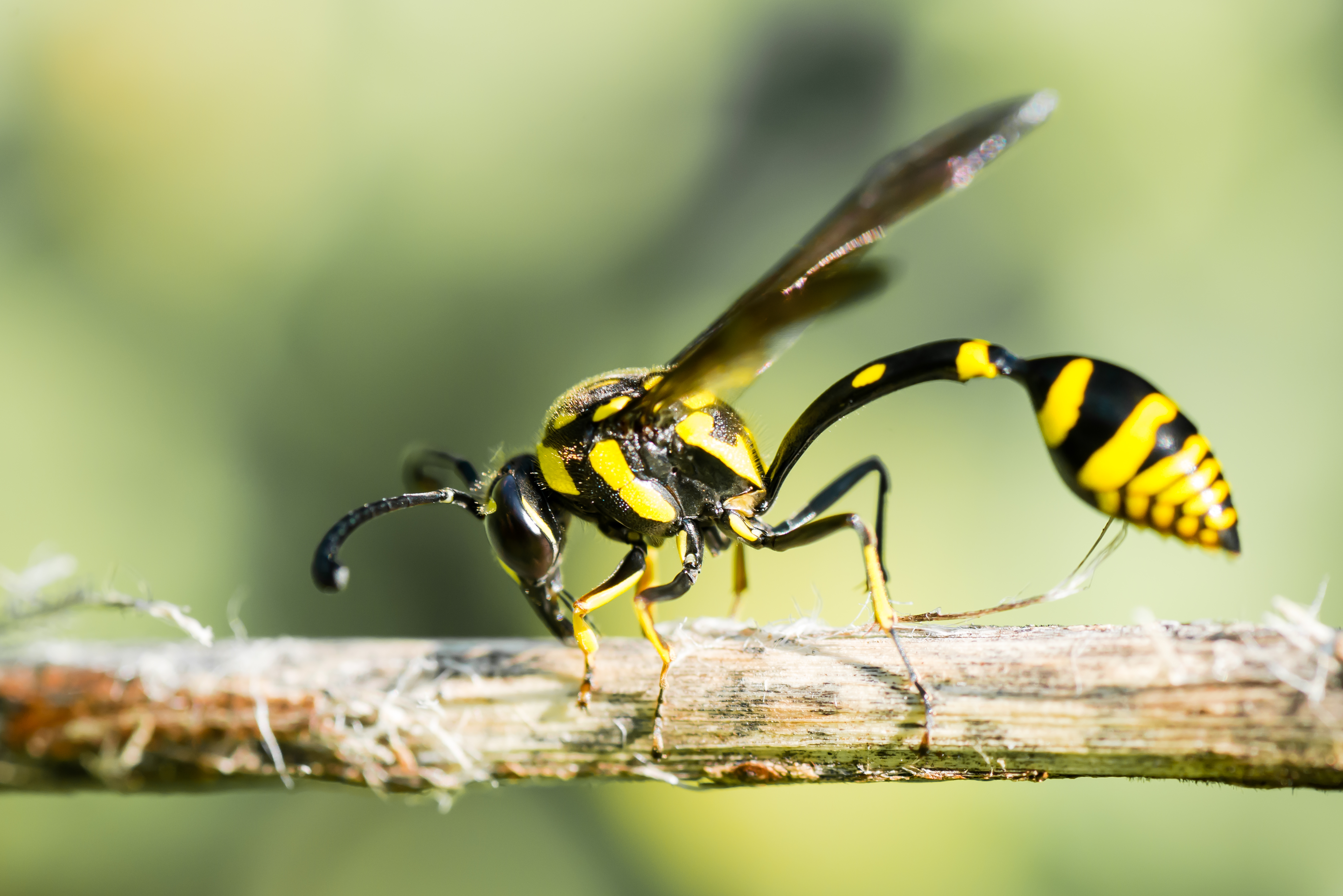 File:Delta arcuata, potter wasp - Erawan National Park.jpg ...