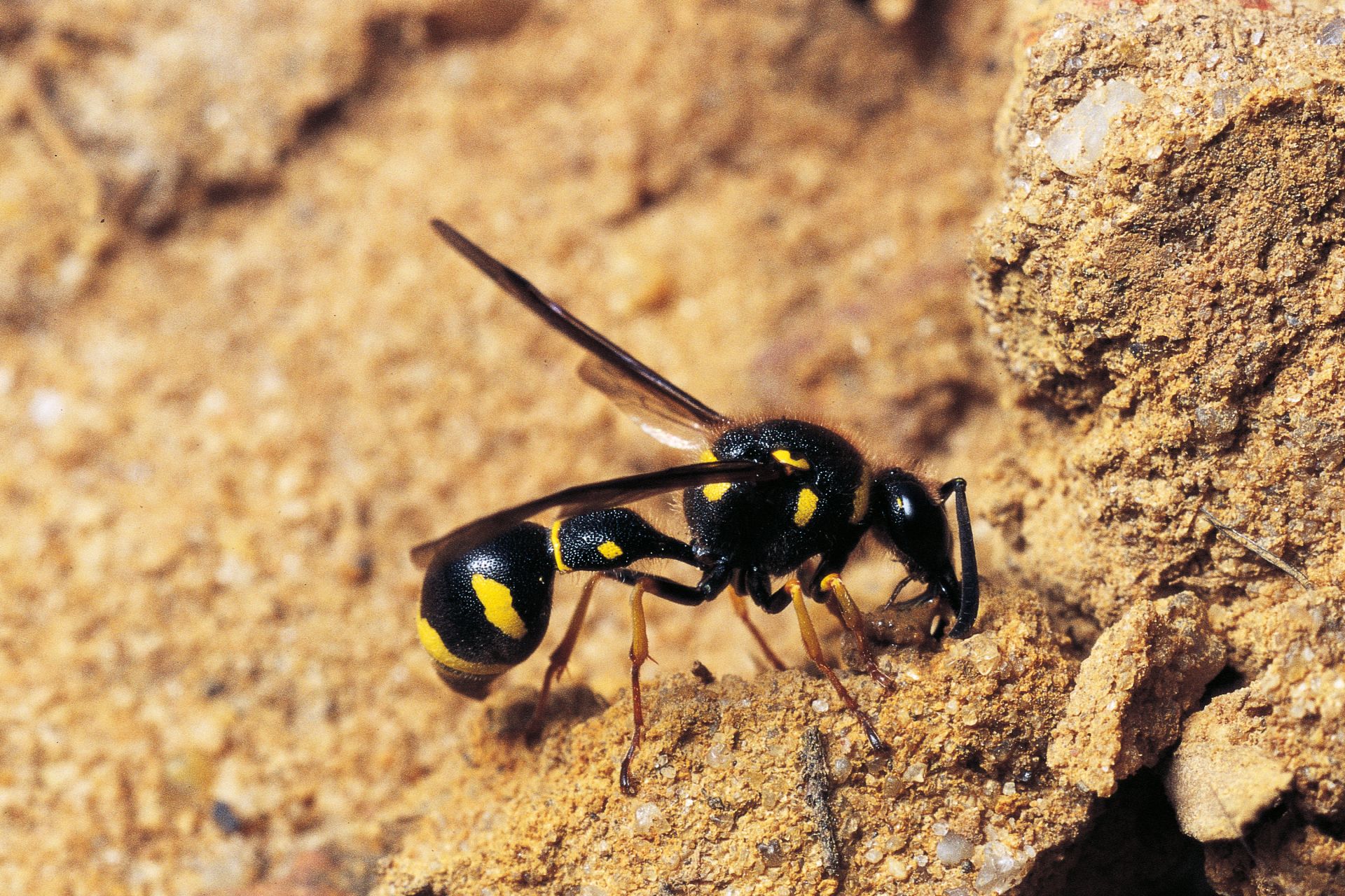 Potter Wasp | Potter Wasp Facts | DK Find Out
