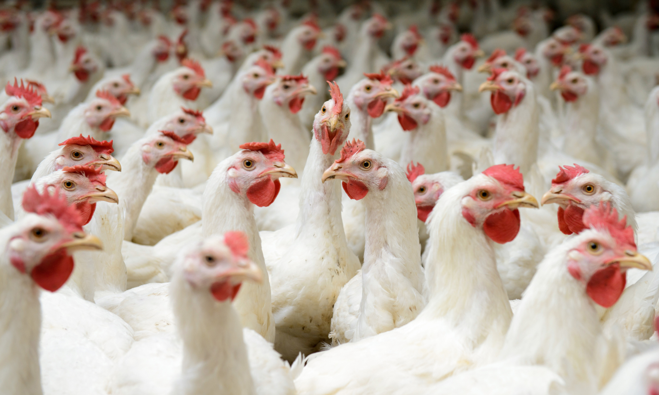 APHIS proposes changes to National Poultry Improvement Plan | Feedstuffs