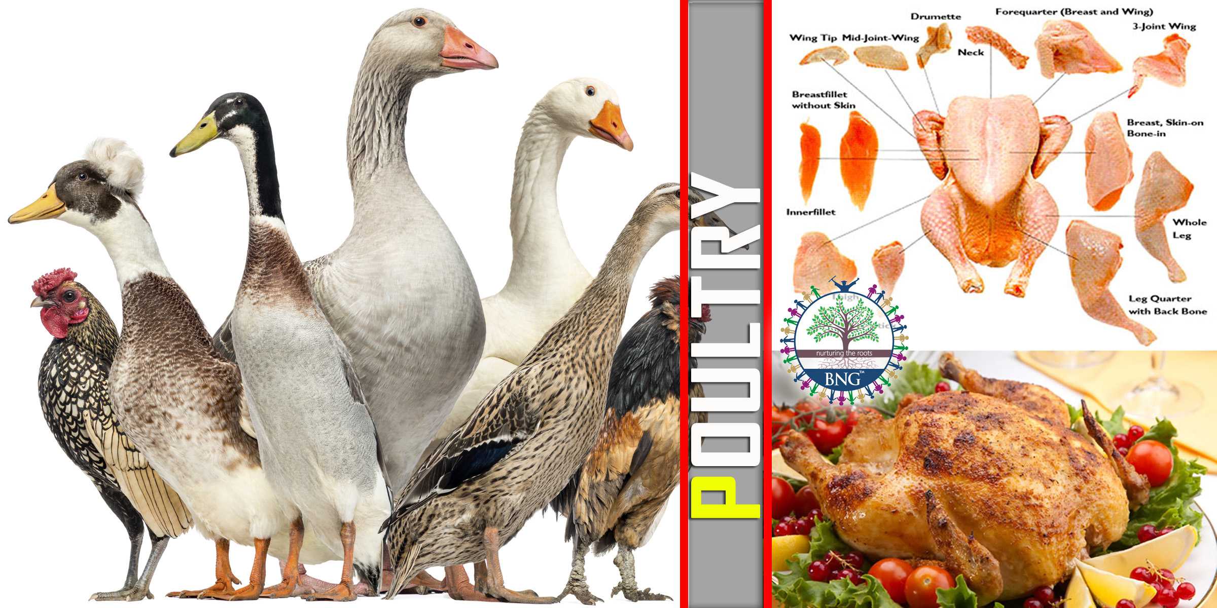 Poultry -Types & Cooking » BNG Hotel Management Kolkata