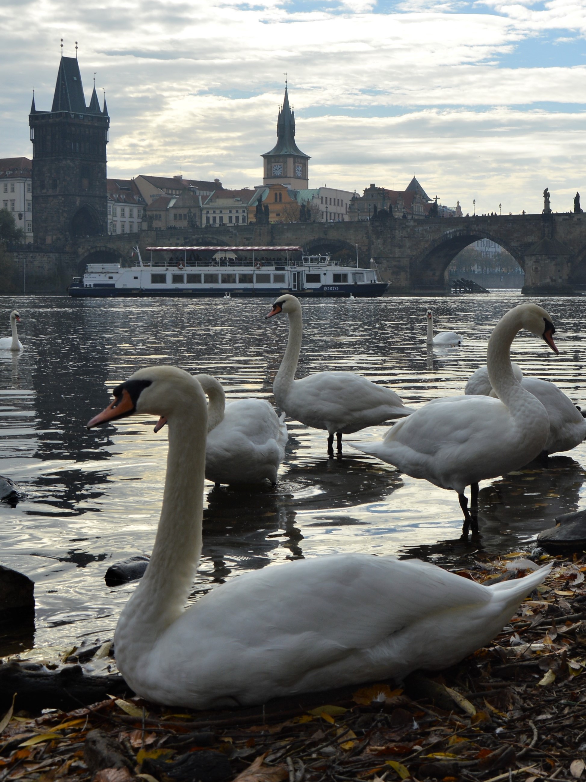 Charming Prague swans under the Charles Bridge