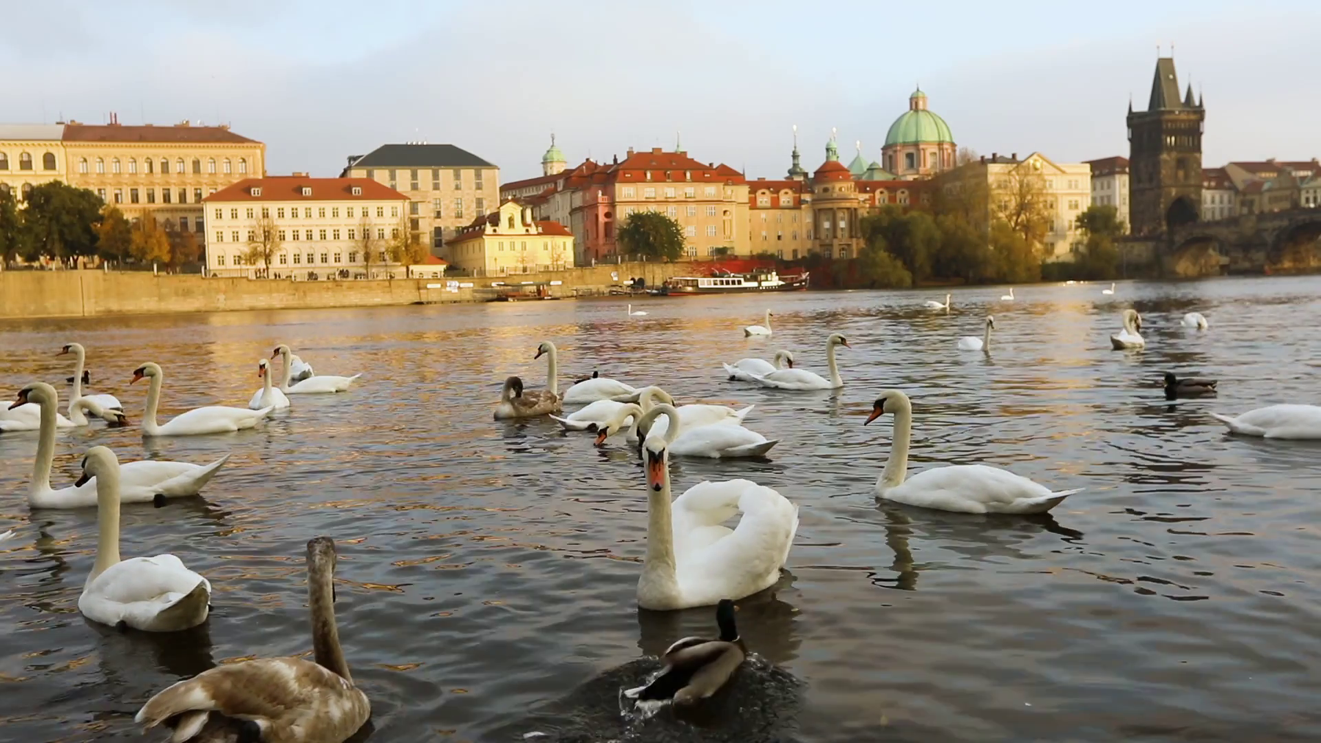 Swans on the Vltava River, Swans in Prague, panoramic view, wide ...