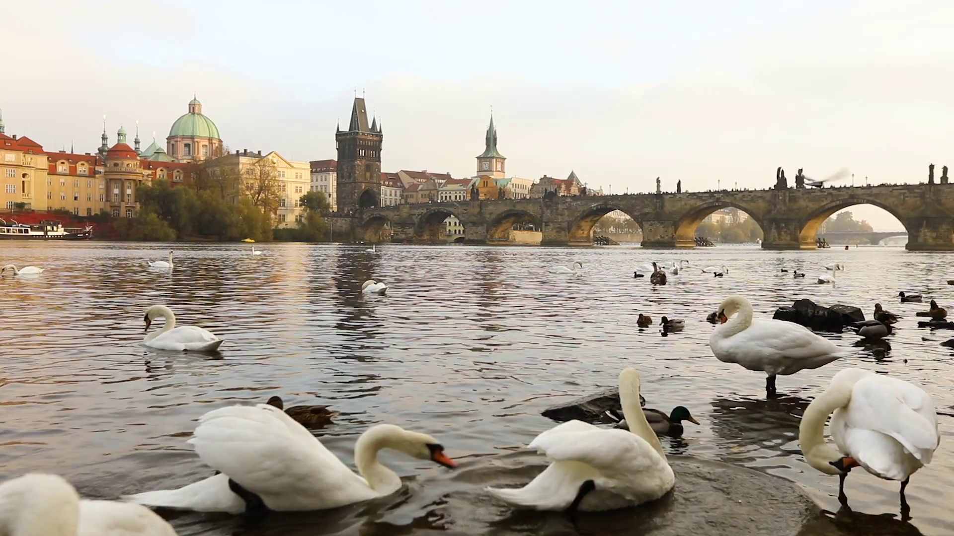 Swans on the Vltava River, Swans in Prague, panoramic view, wide ...