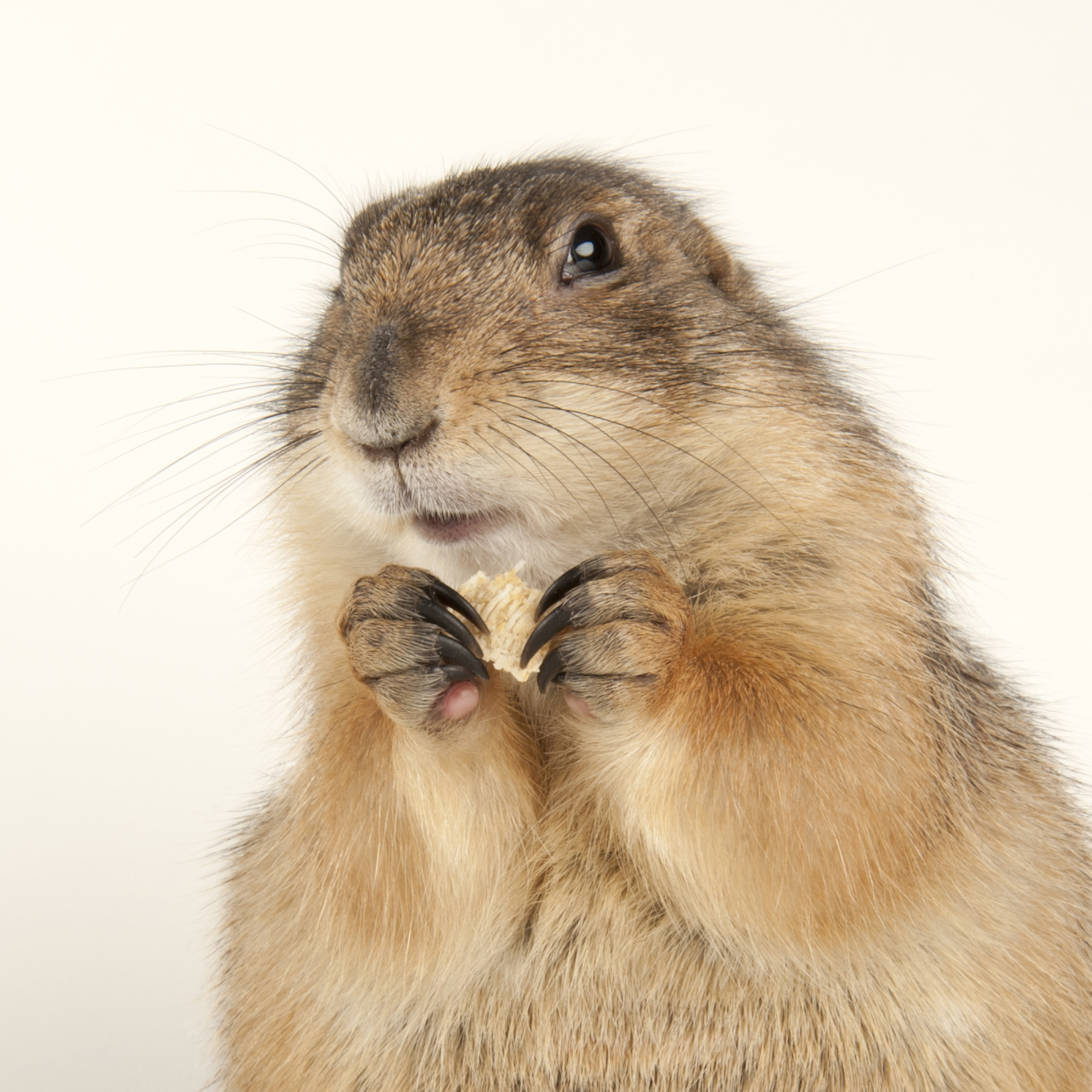 Prairie Dogs | National Geographic