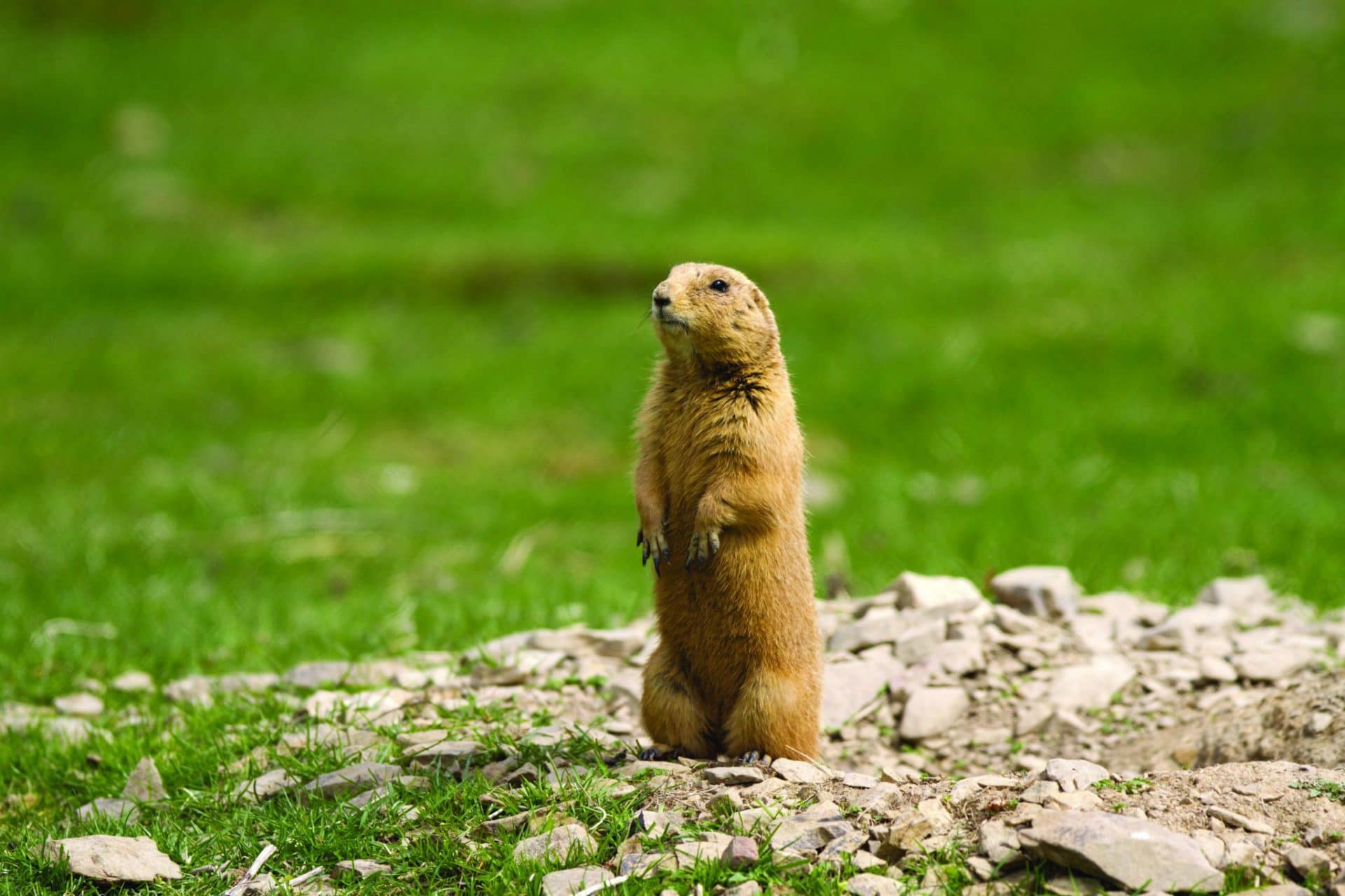 Anette Wachter: 10 Things You Need to Hunt Prairie Dogs - GetZone