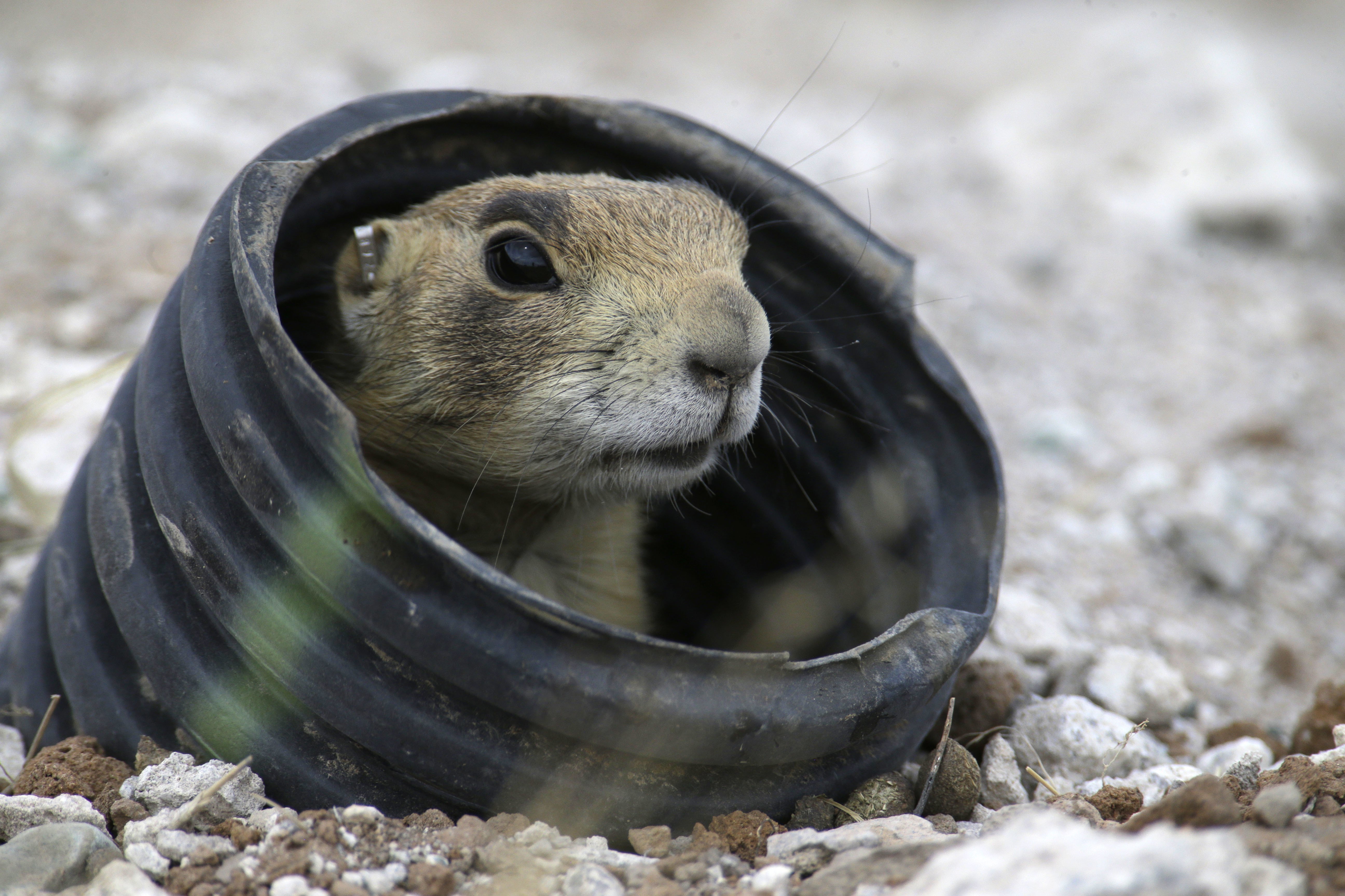 In Utah, the Federal Government Puts Prairie Dogs Over People - WSJ