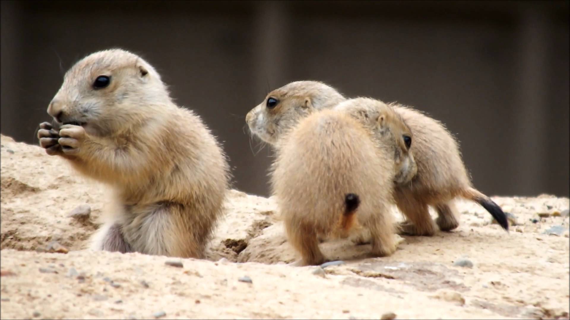 Baby Prairie Dogs at the Minnesota Zoo CUTE OVERLOAD! - YouTube