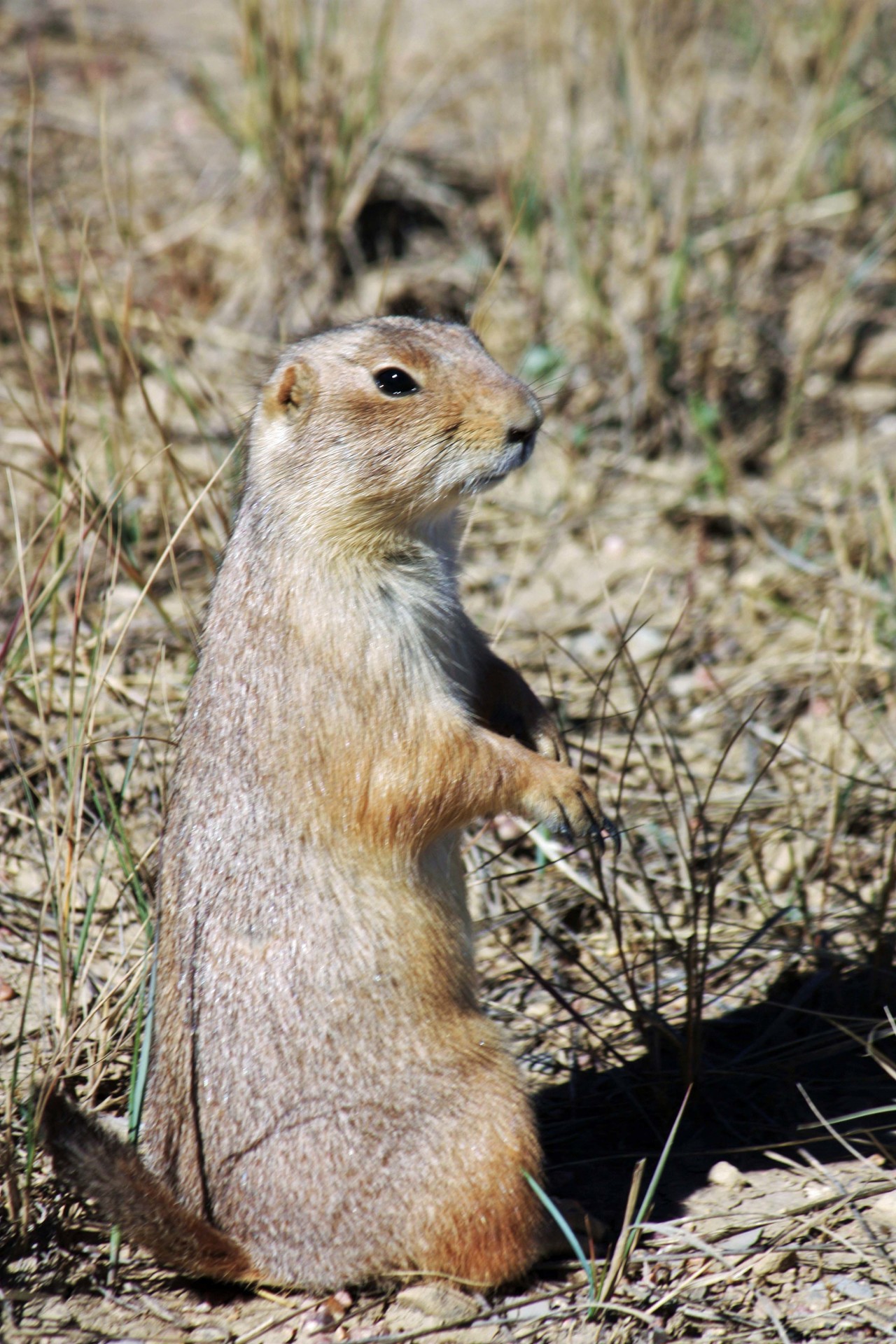 Plague-riddled prairie dogs a model for infectious disease spread ...