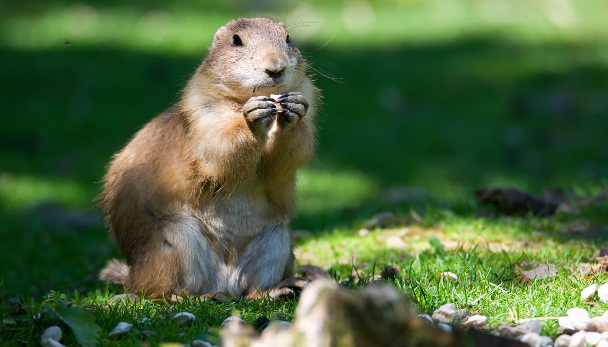 Prairie Dogs: How Much Do You Know? | Terminix