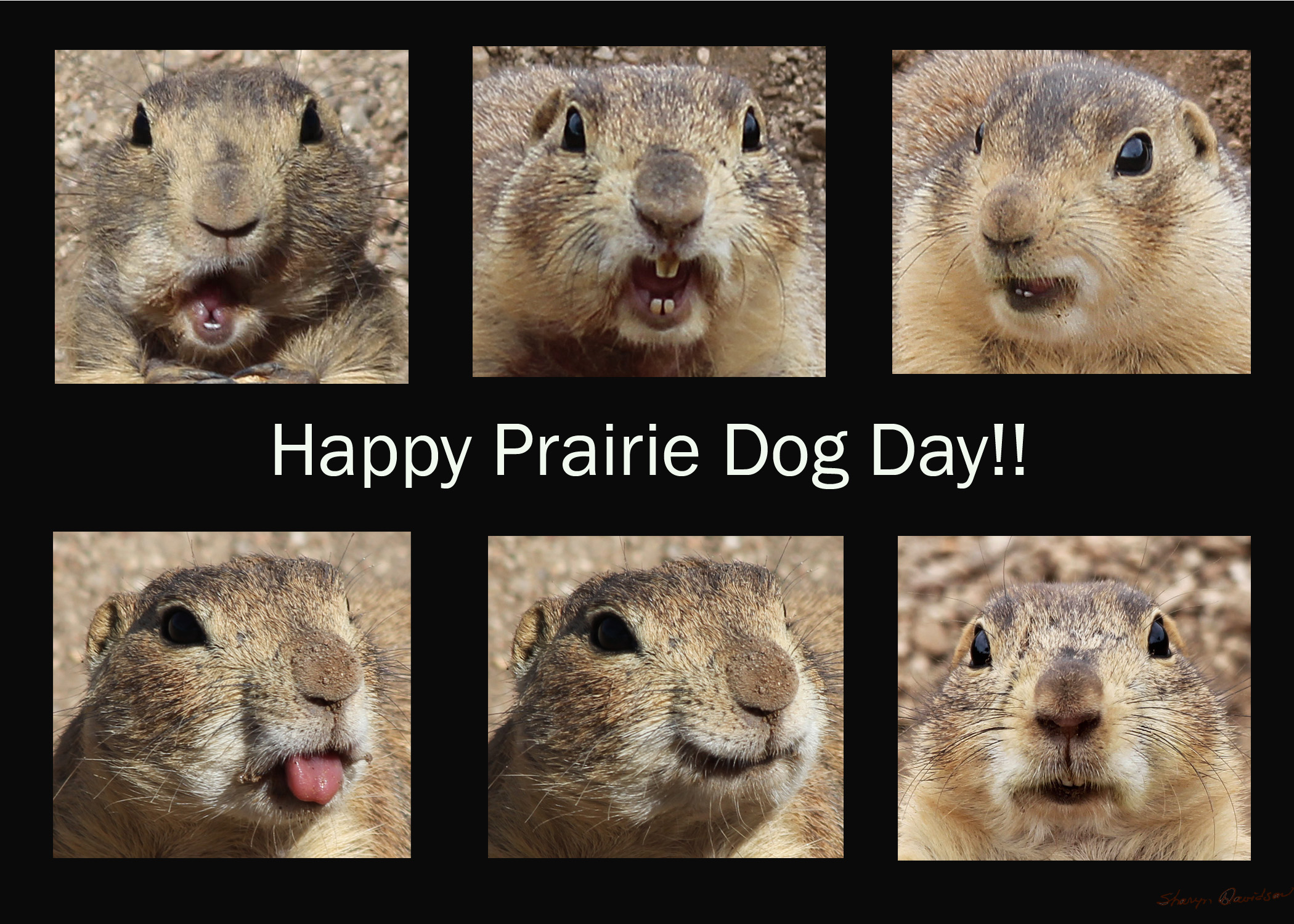 Happy Prairie Dog Day, from the gang at Indian School! - Prairie Dog ...