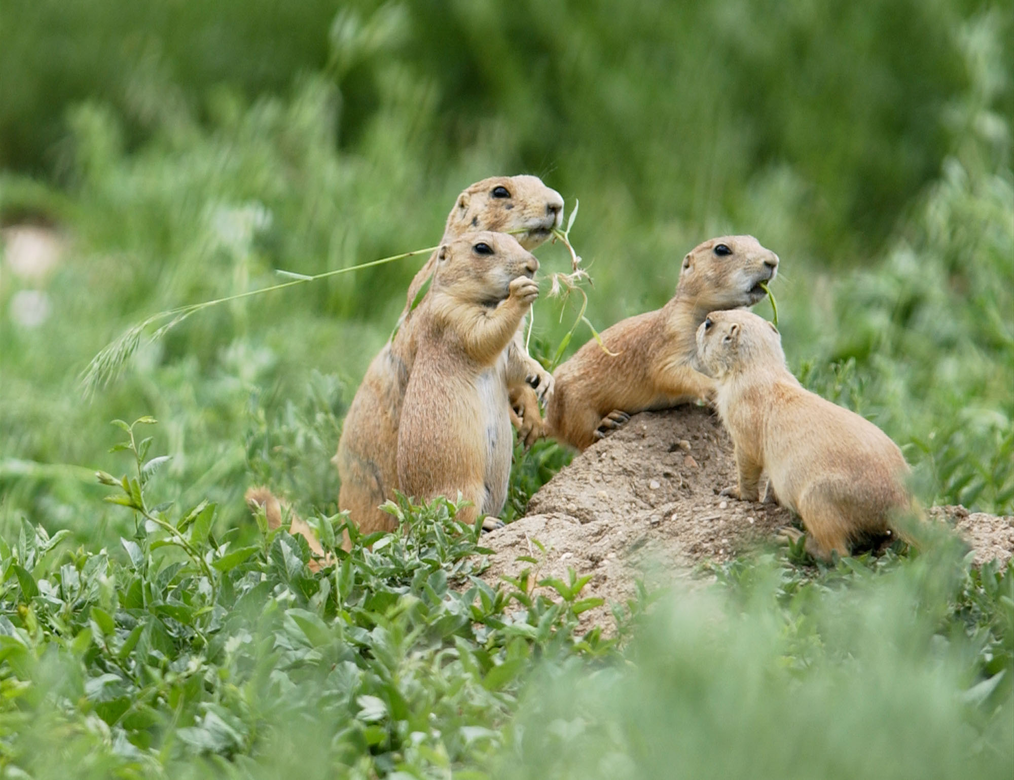 Jeffco officials dig in their heels against proposed prairie dog ...