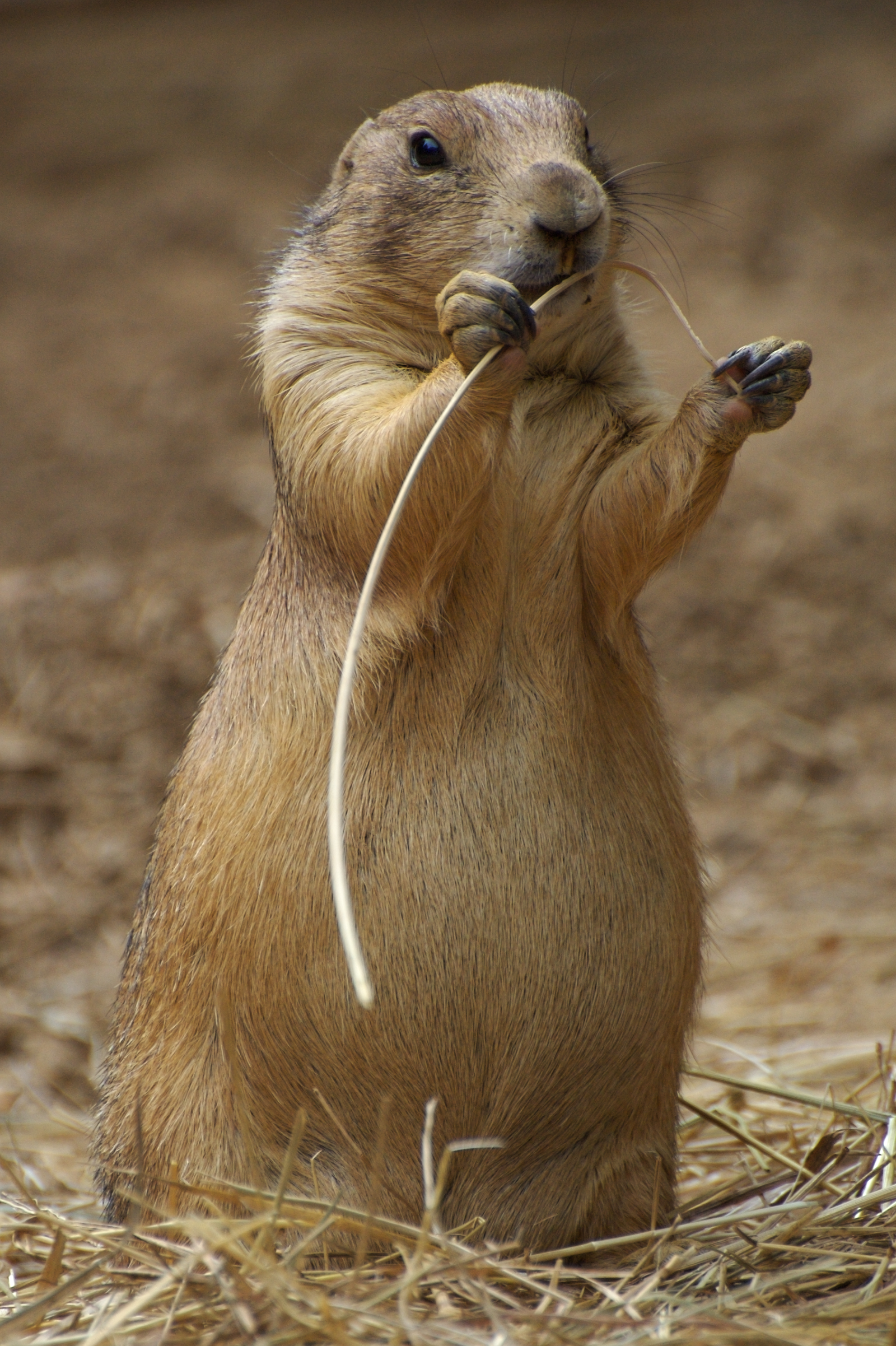 File:Prairie Dog.jpg - Wikimedia Commons