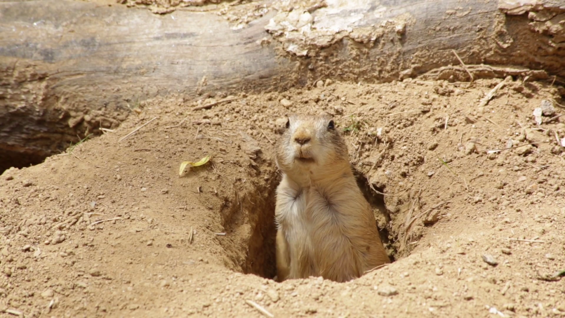 Prairie dog popping out of hole and looking around Stock Video ...