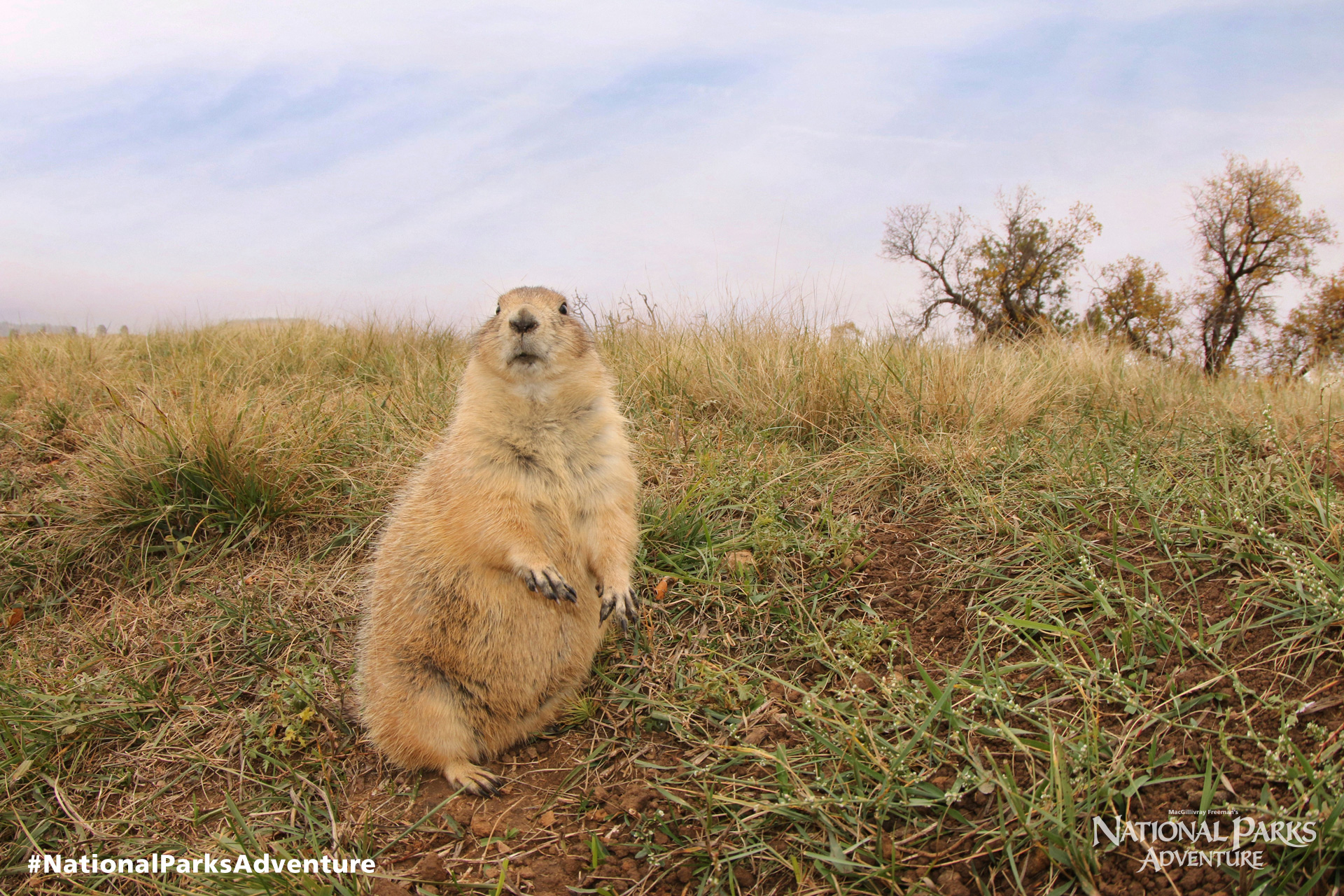 Prairie Dog | National Parks Adventure